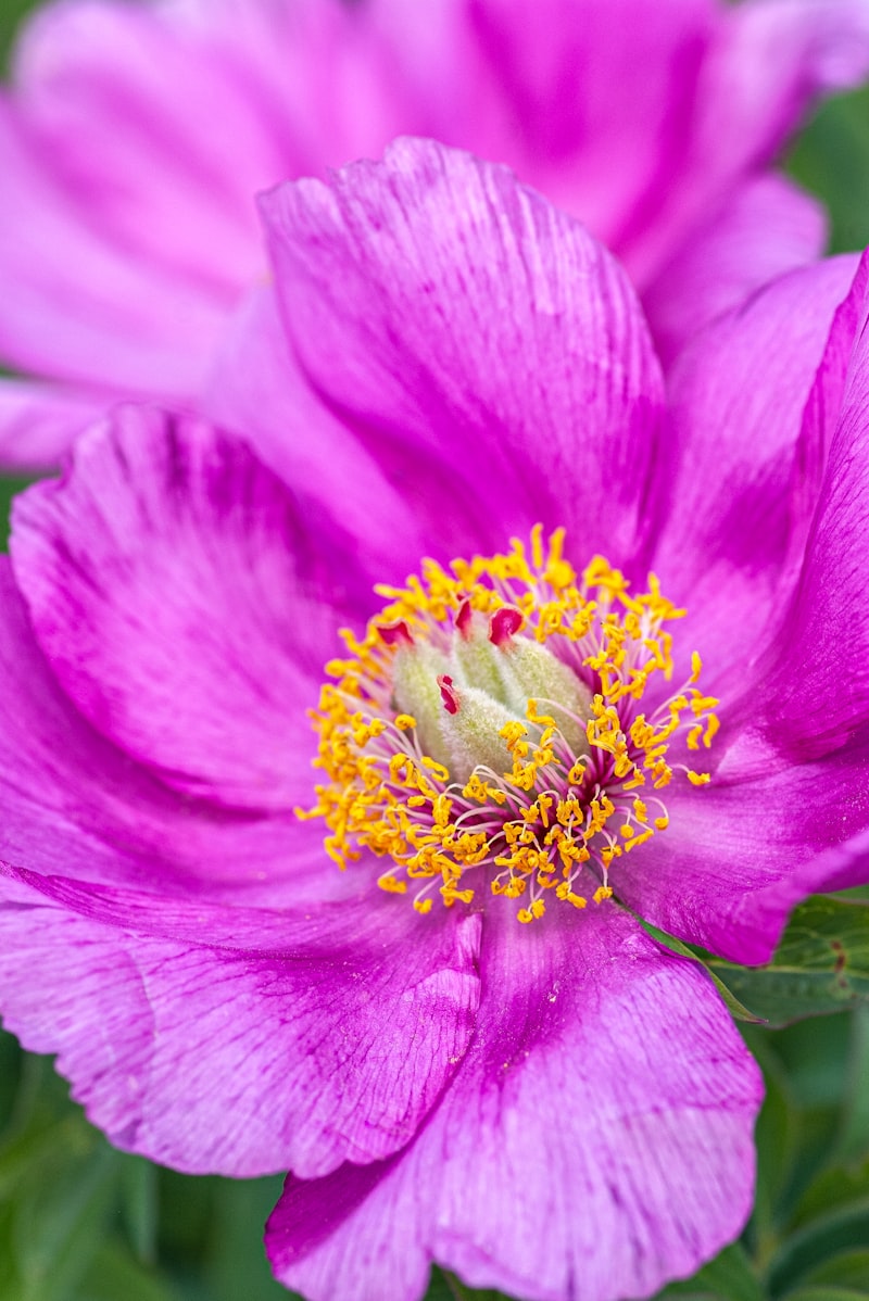 Beautiful blooming flowers in a garden