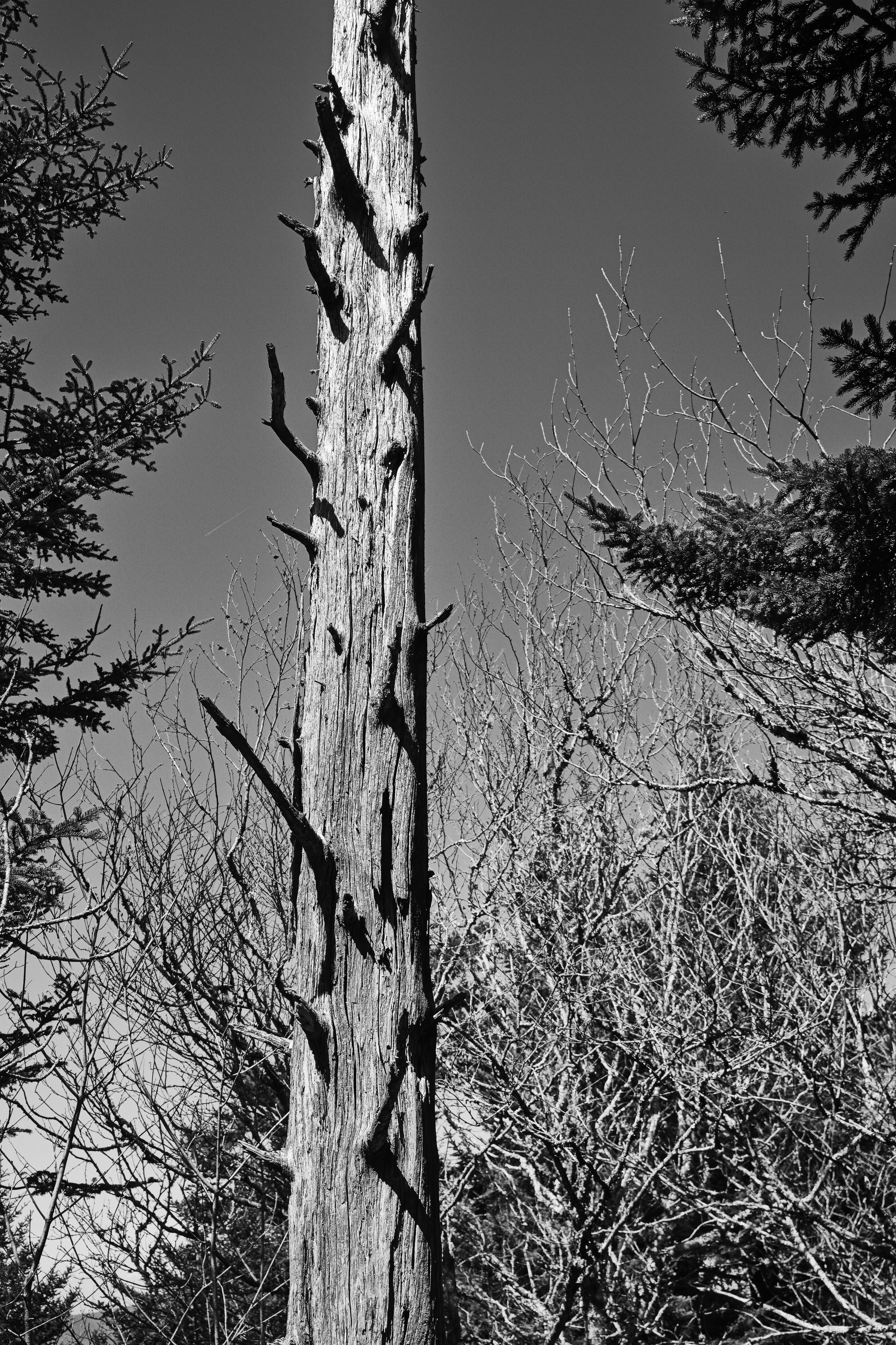 Un tronco d'albero spoglio e morto con rami nudi.