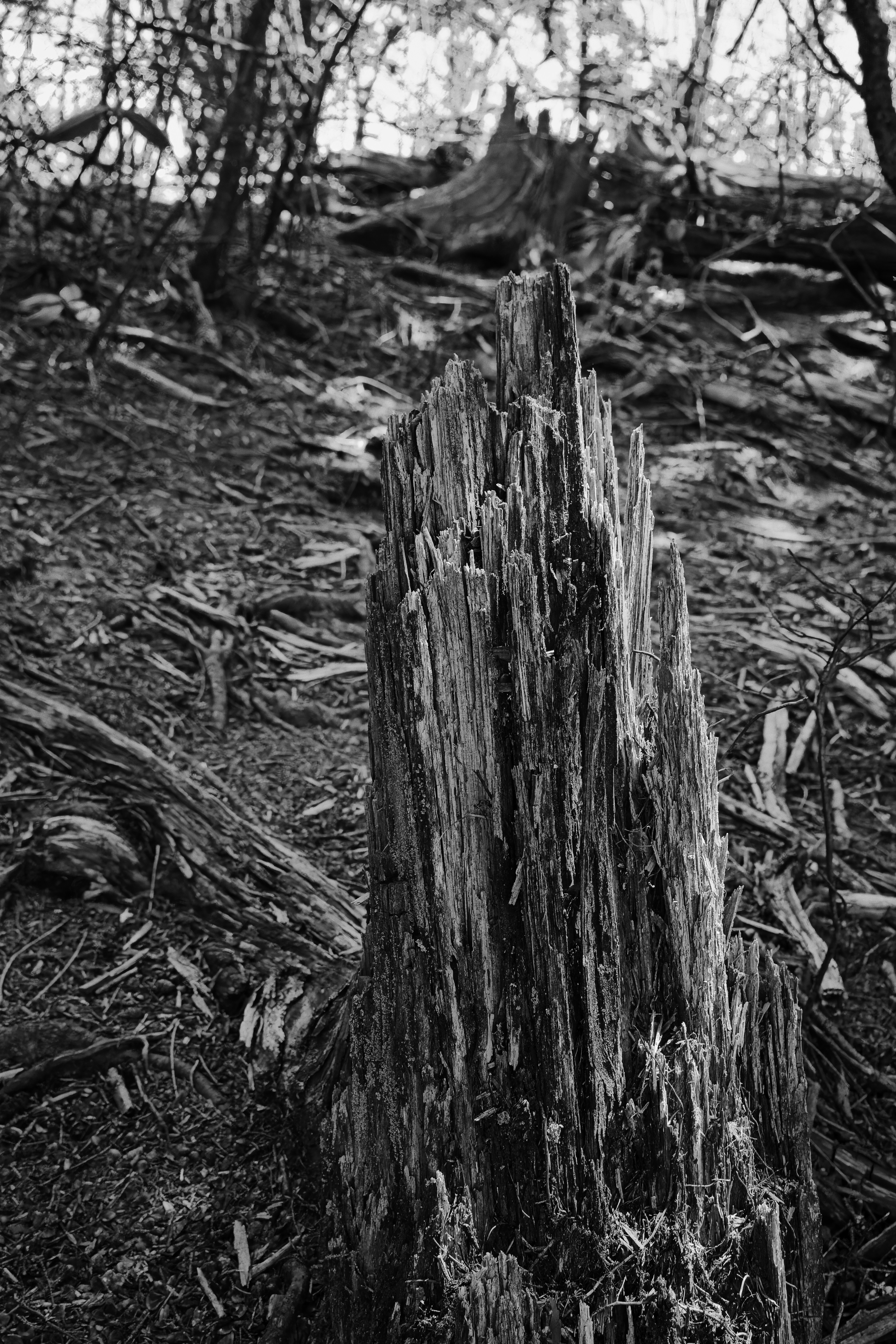 Ceppo d'albero consumato in una radura forestale