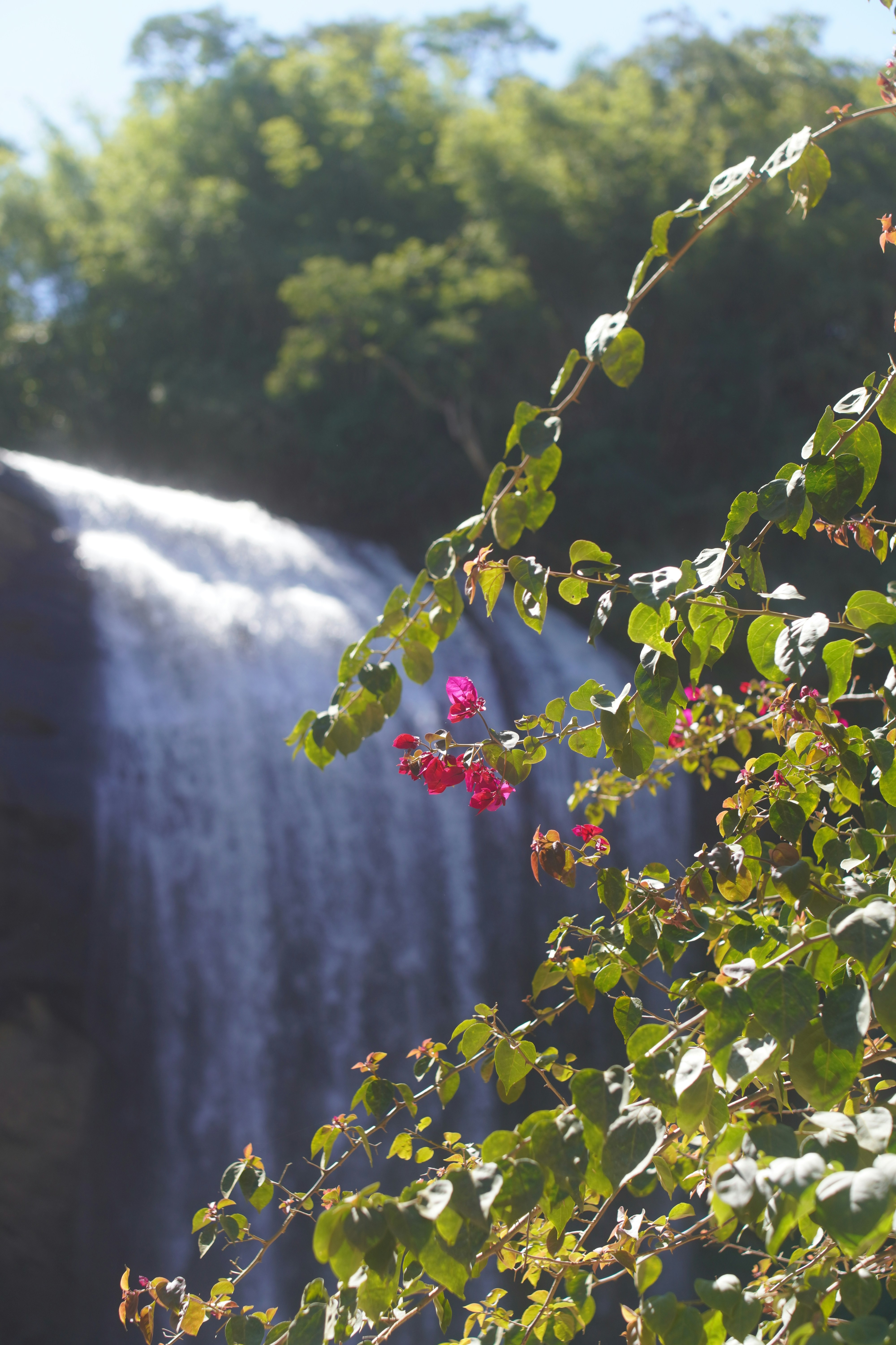 A waterfall cascades behind lush green foliage and pink flowers.