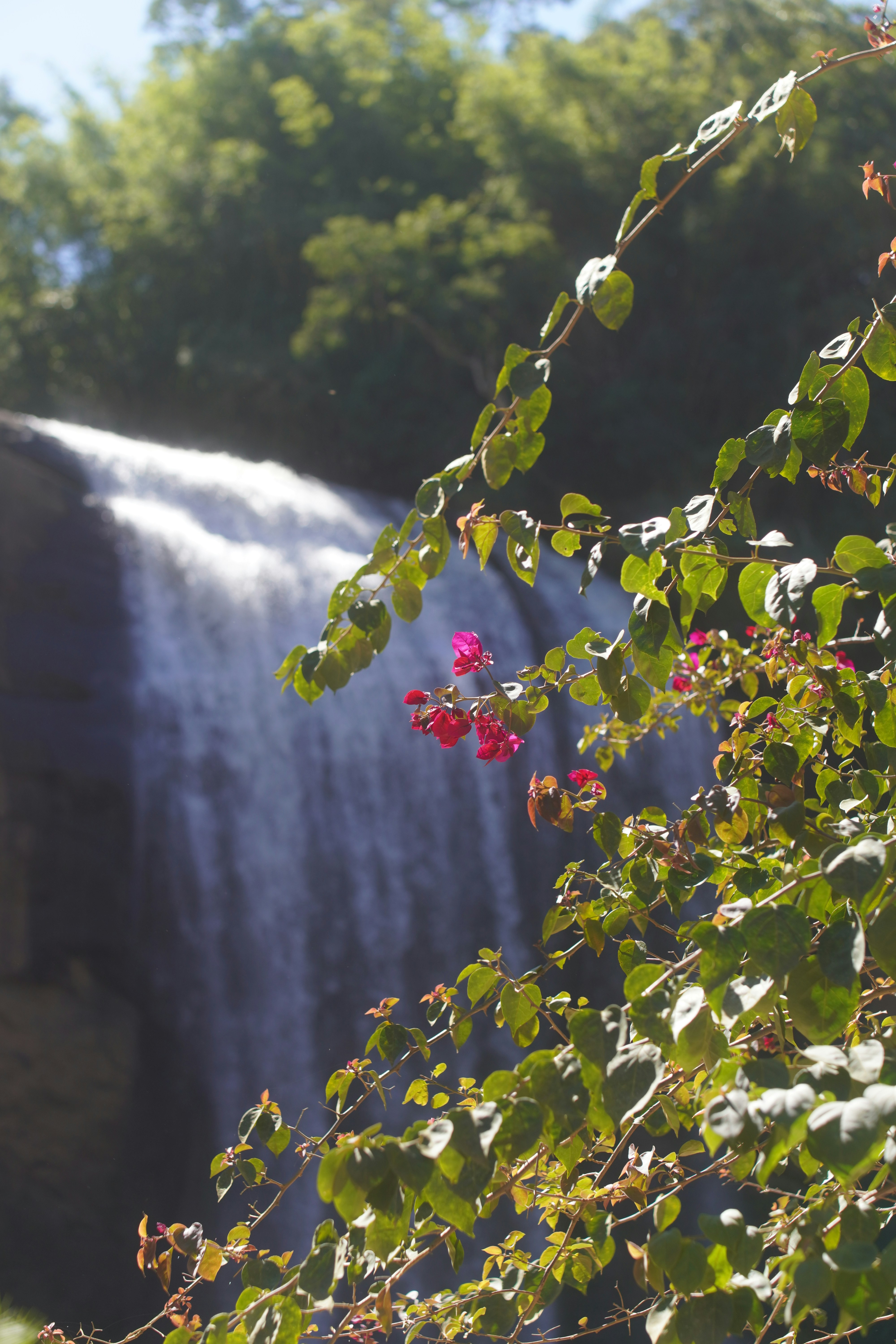A waterfall cascades behind lush green foliage and pink flowers.