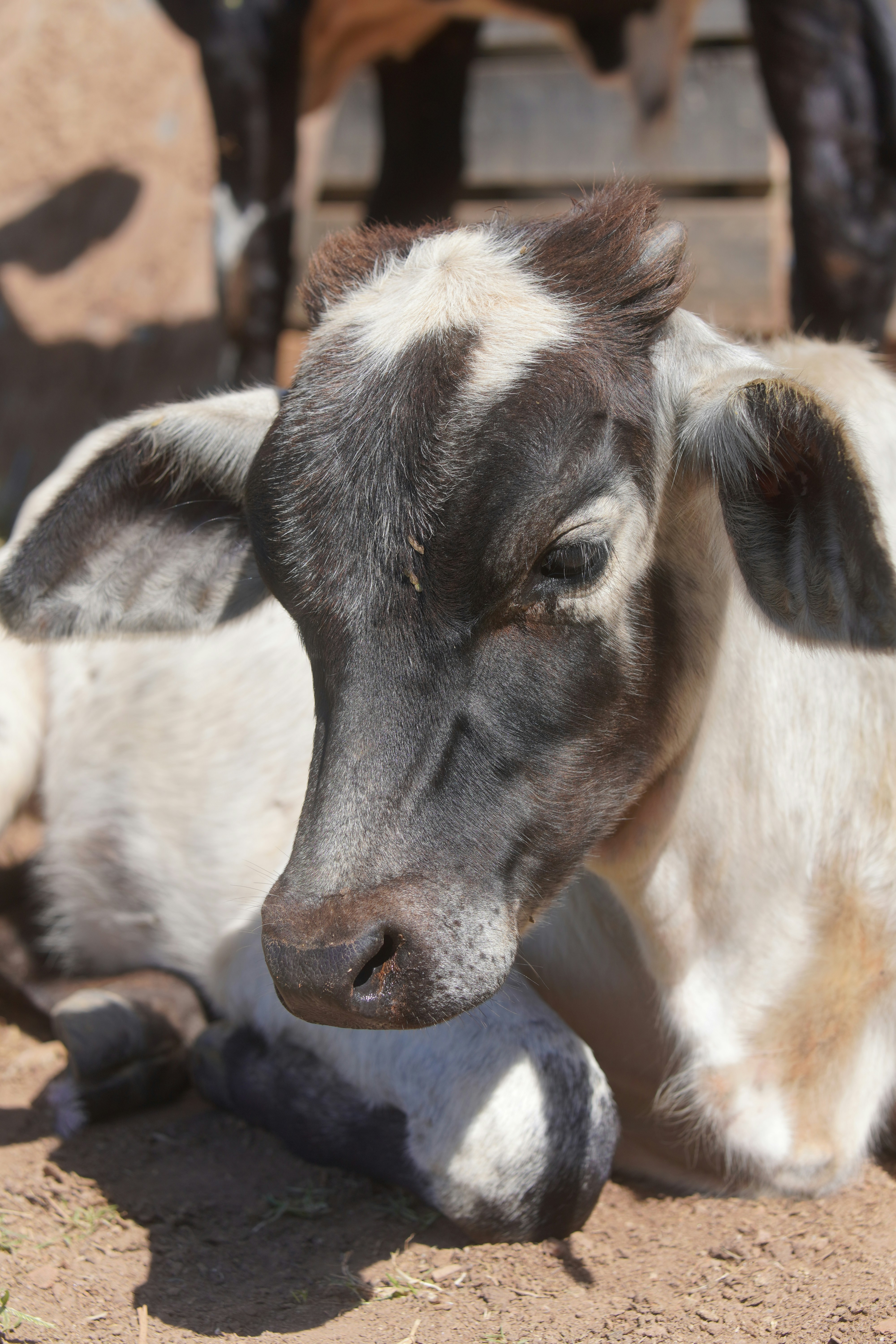 A young calf with black and white markings rests.