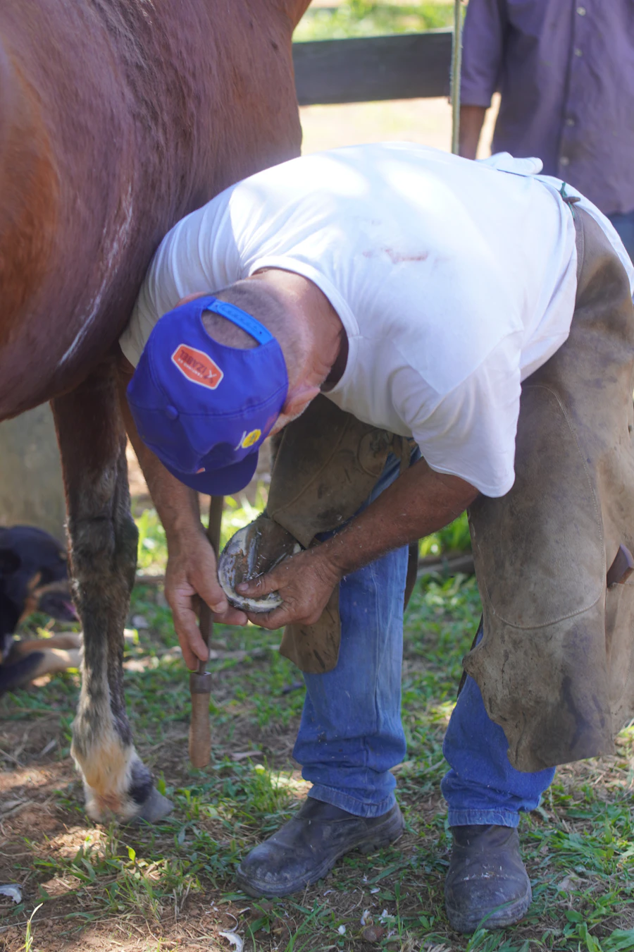 Farrier working on a horse's hoof outdoors