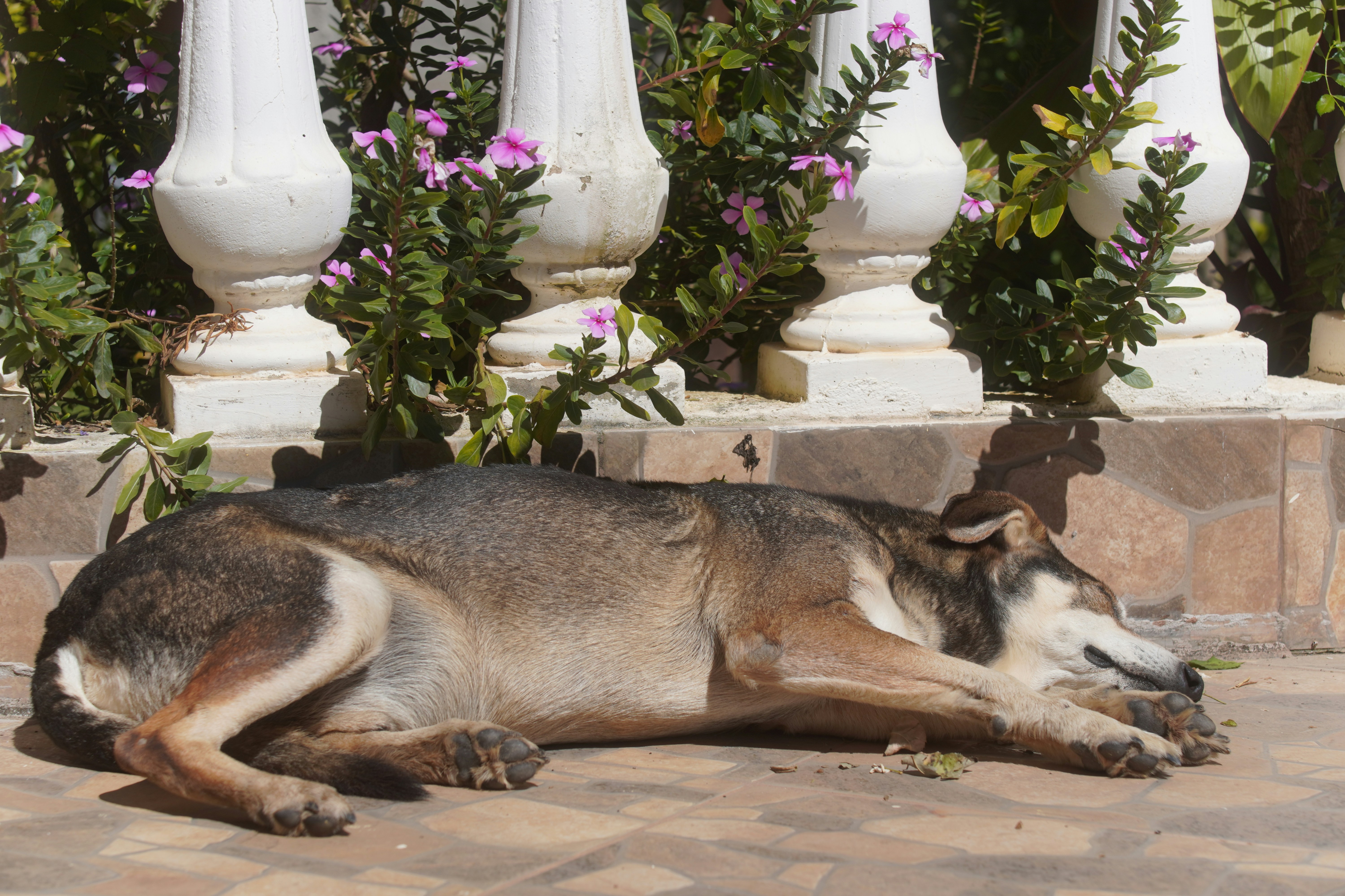 A dog sleeps on a tiled patio near plants.