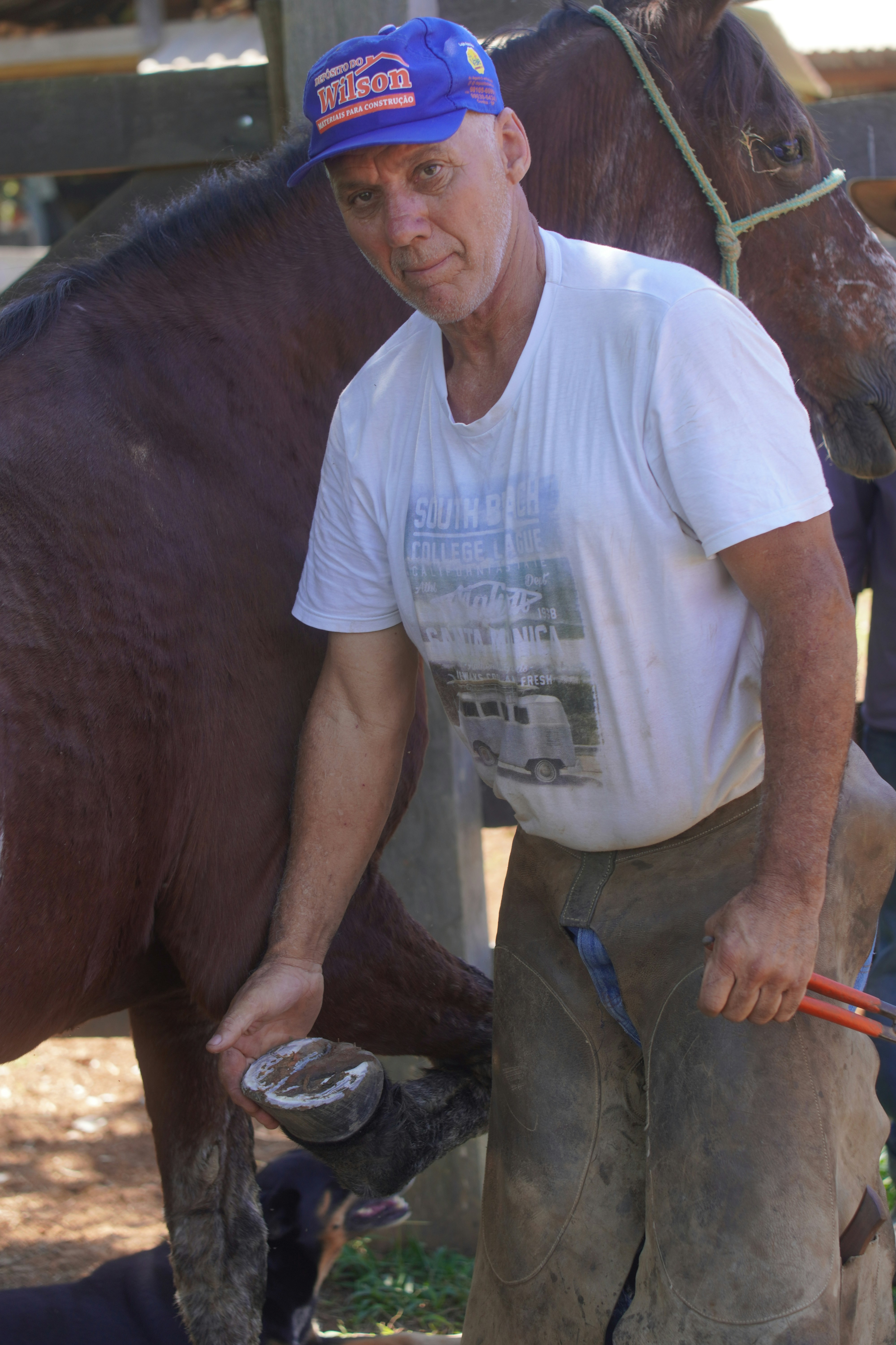 Farrier working on a horse's hoof