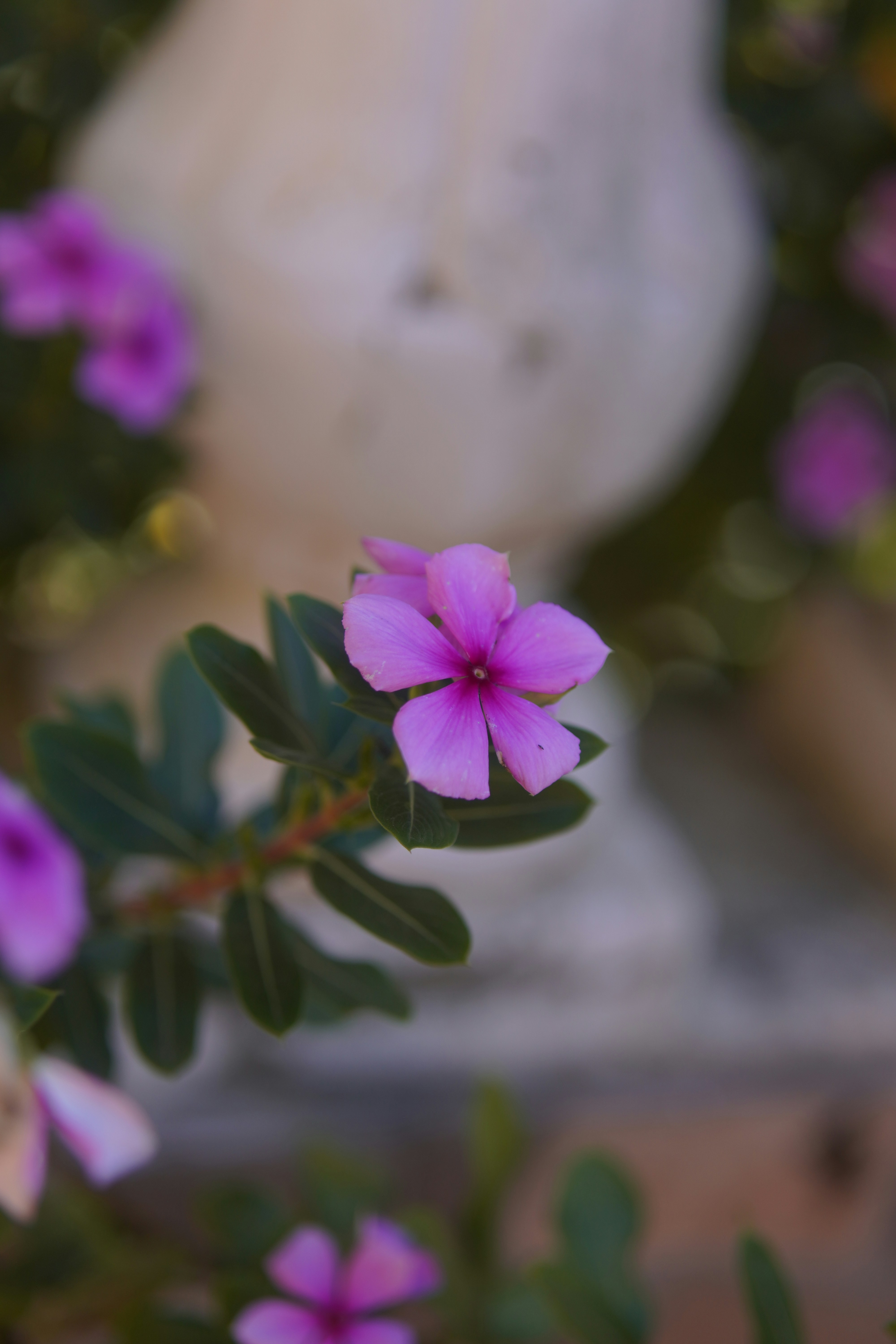 A delicate pink flower with green leaves blooms.