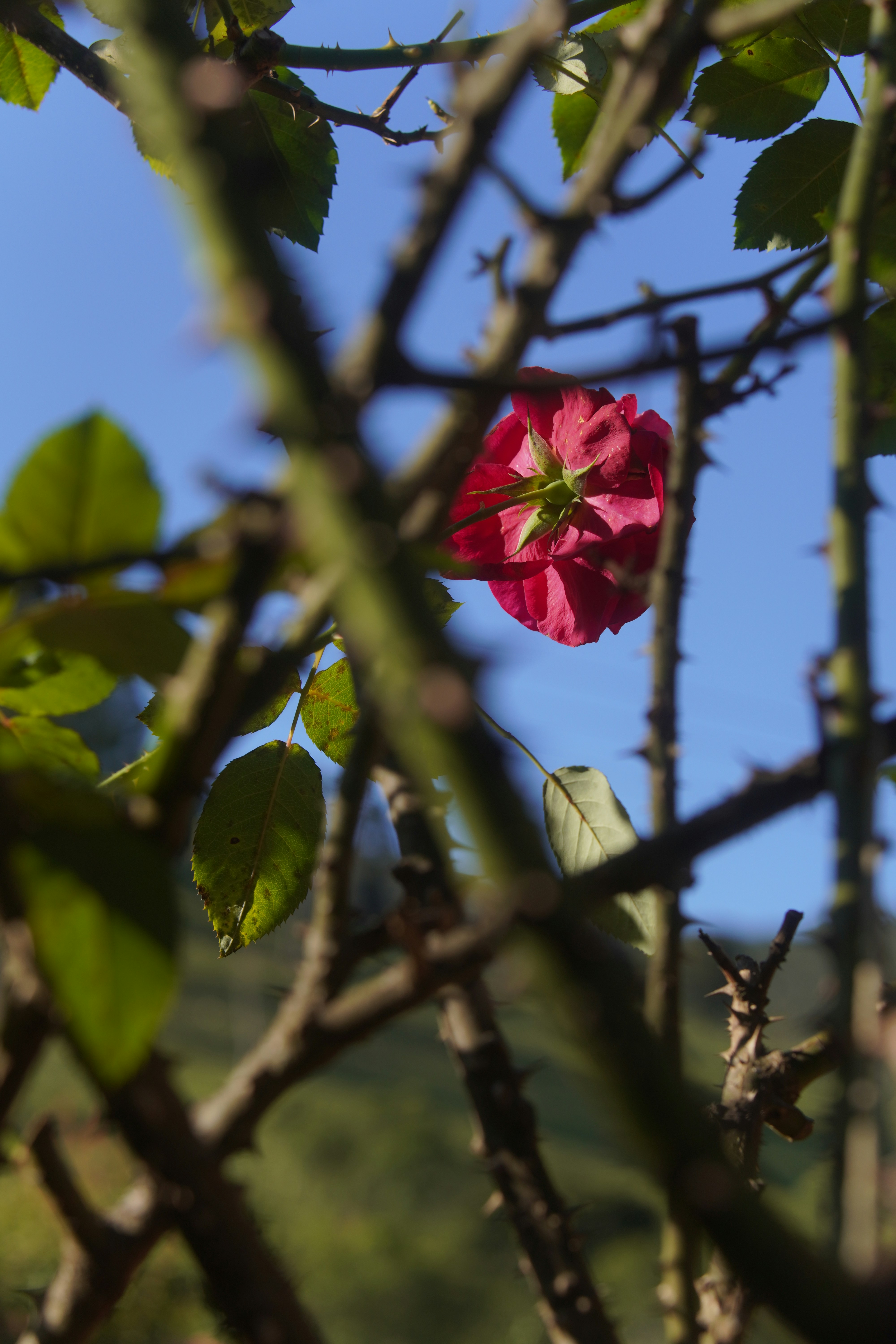 A single red rose peeks through thorny branches