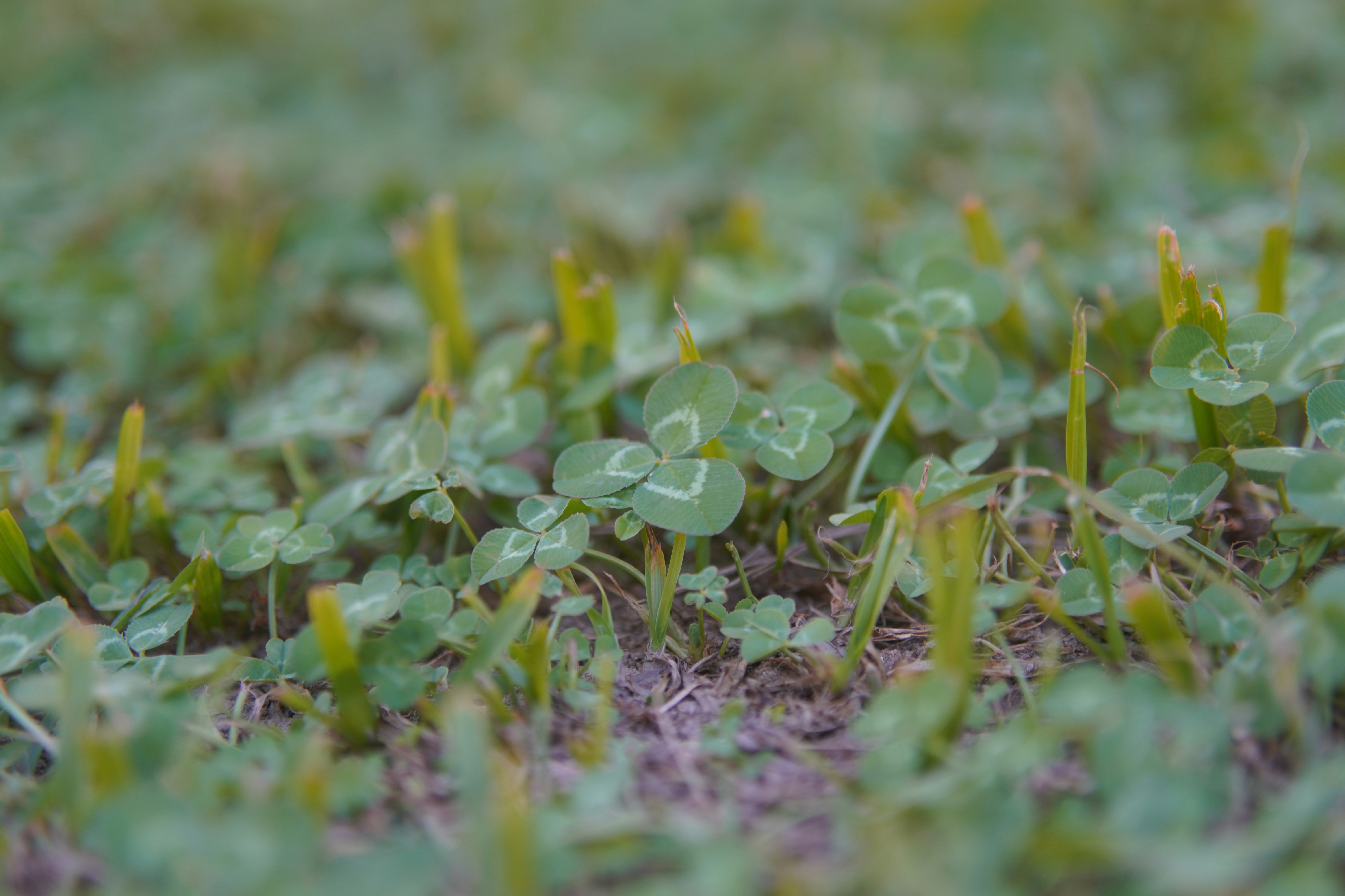 A close-up of a field of green clover plants.