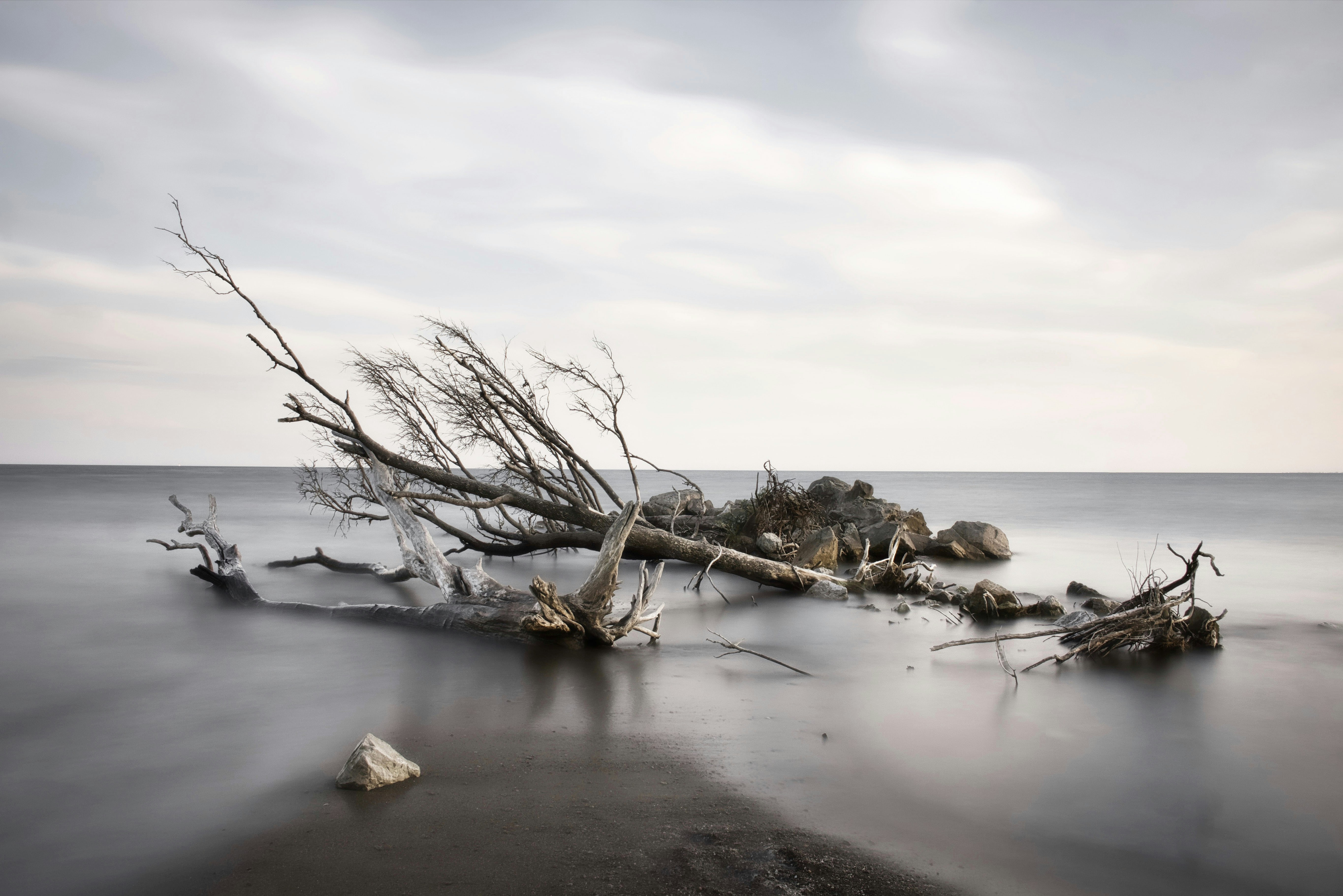 A fallen tree lies in calm water near the shore.