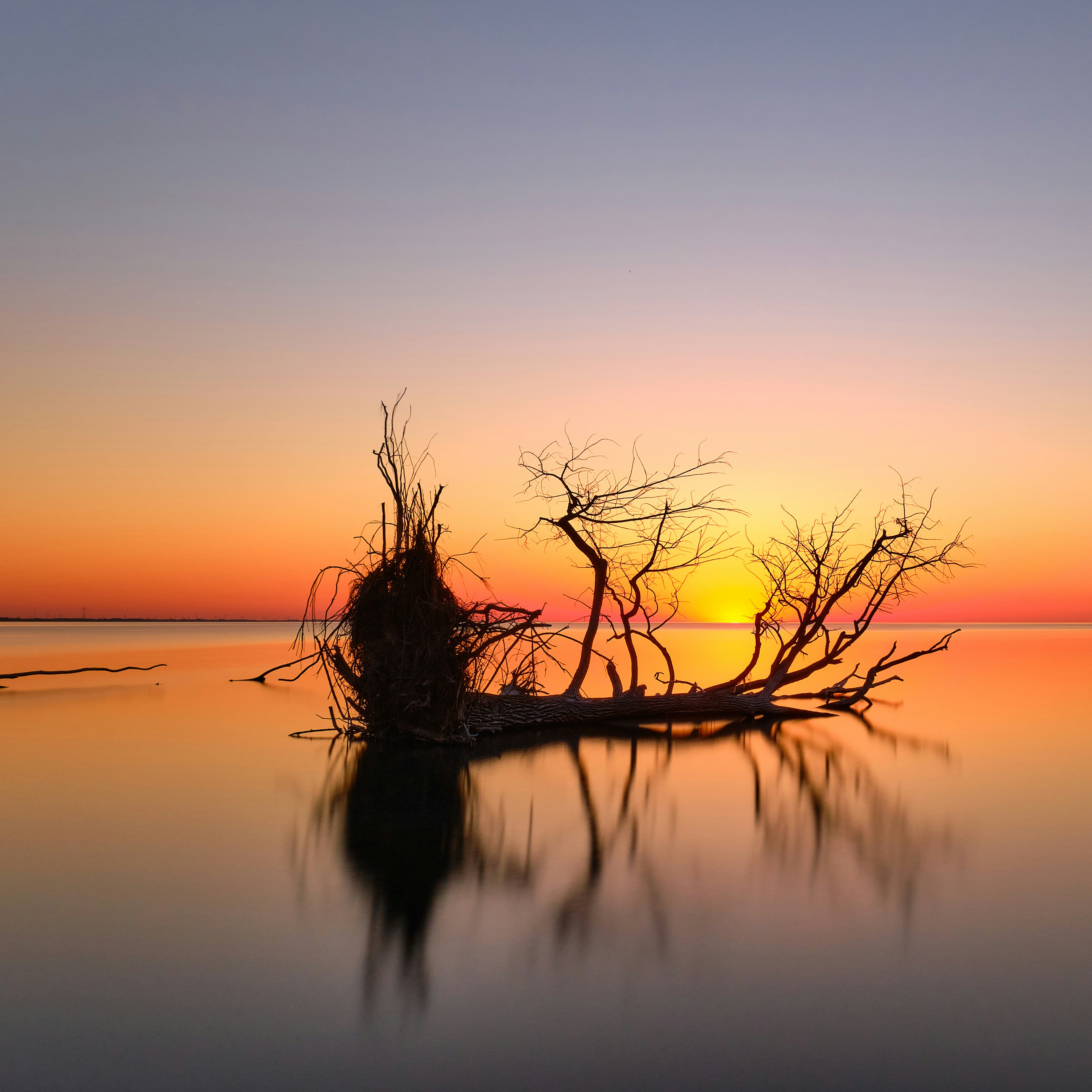 Driftwood silhouette in calm water during sunset