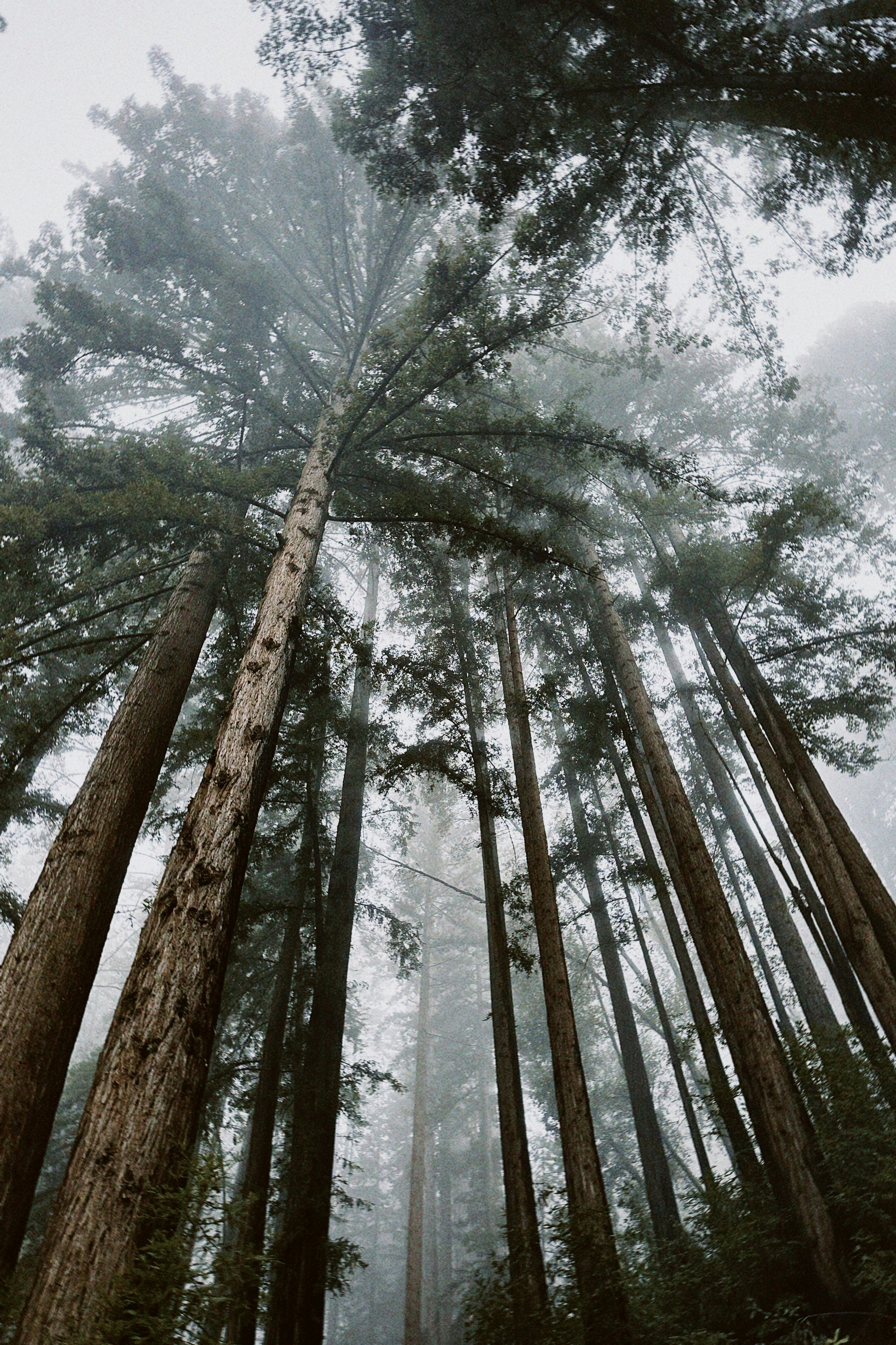 Tall redwood trees reaching into a foggy sky
