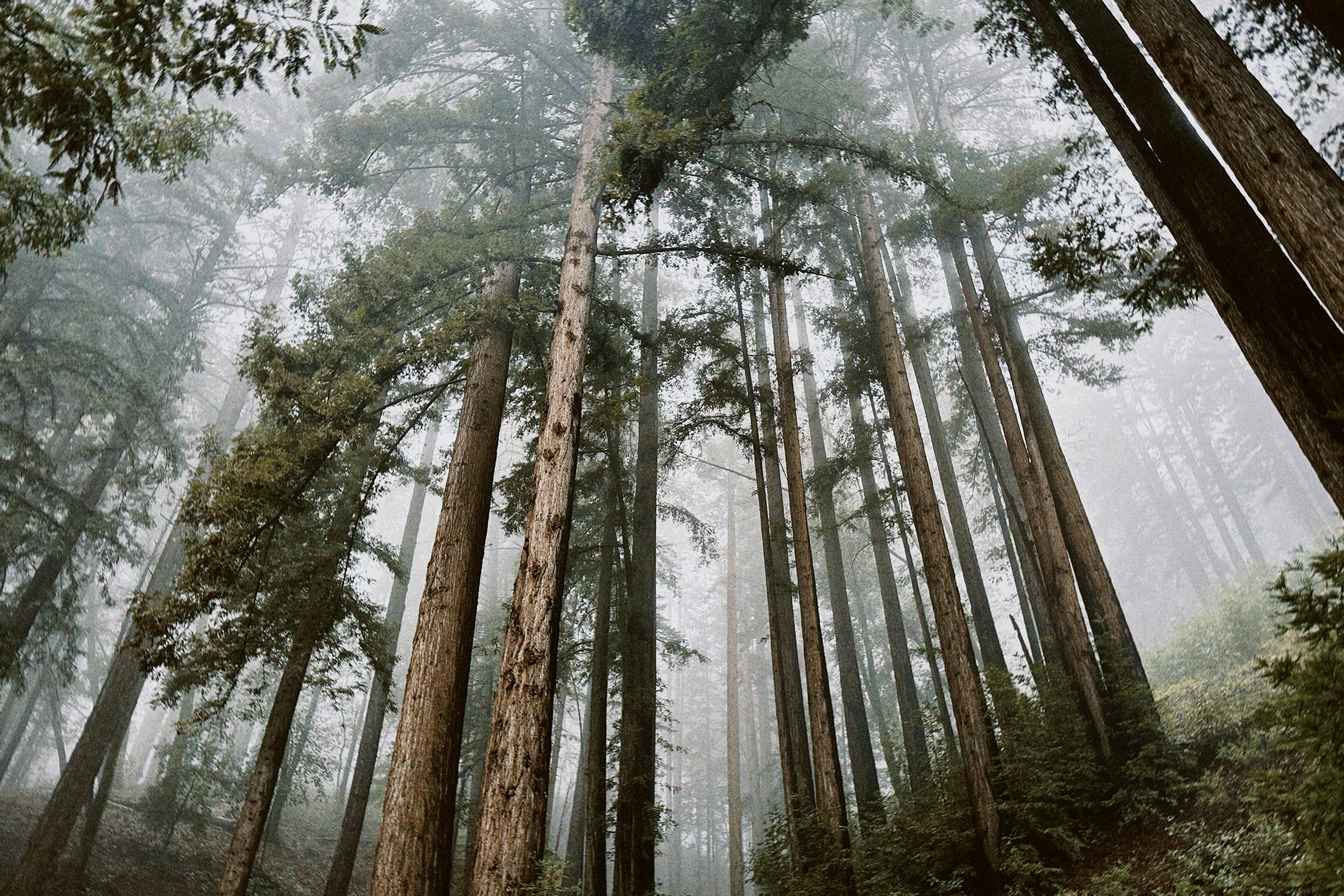 Tall redwood trees shrouded in mist