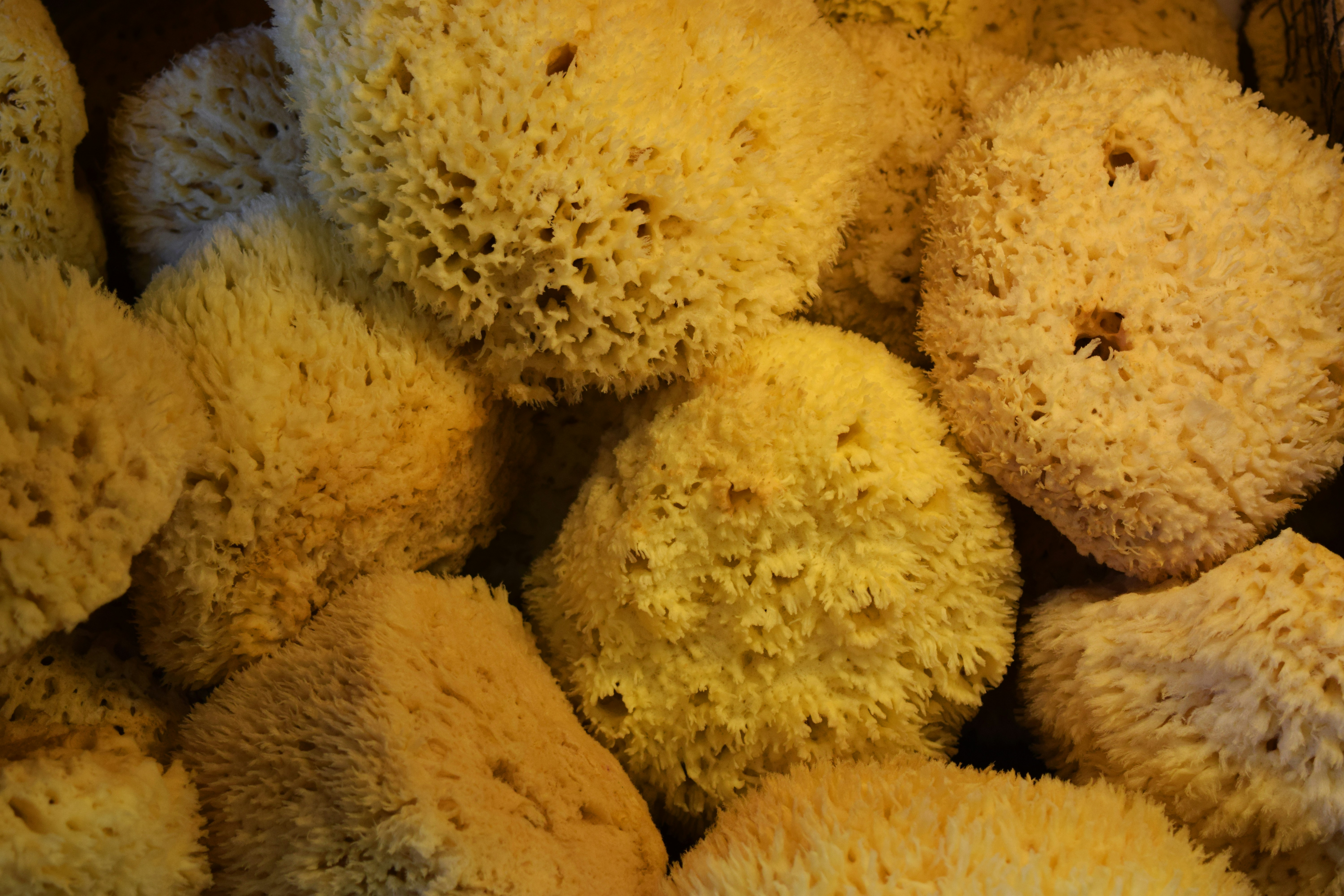 A close-up view of natural sea sponges.