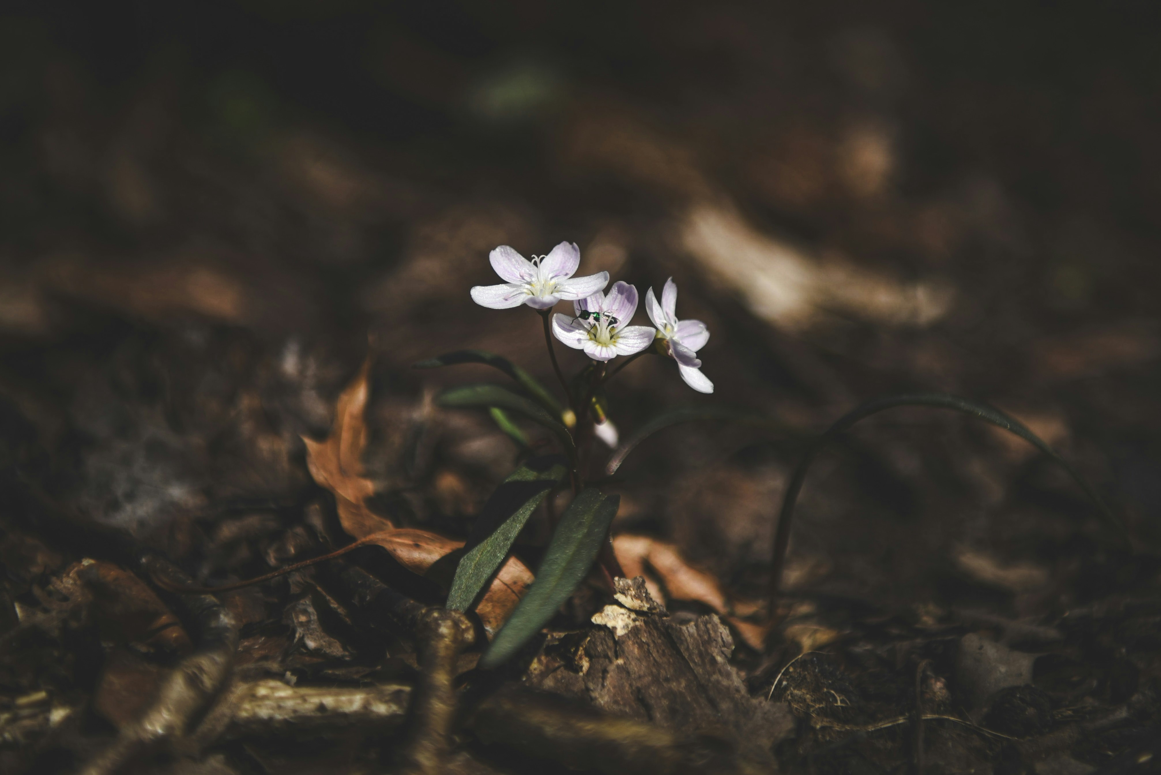 Delicate white flowers bloom amongst fallen leaves.