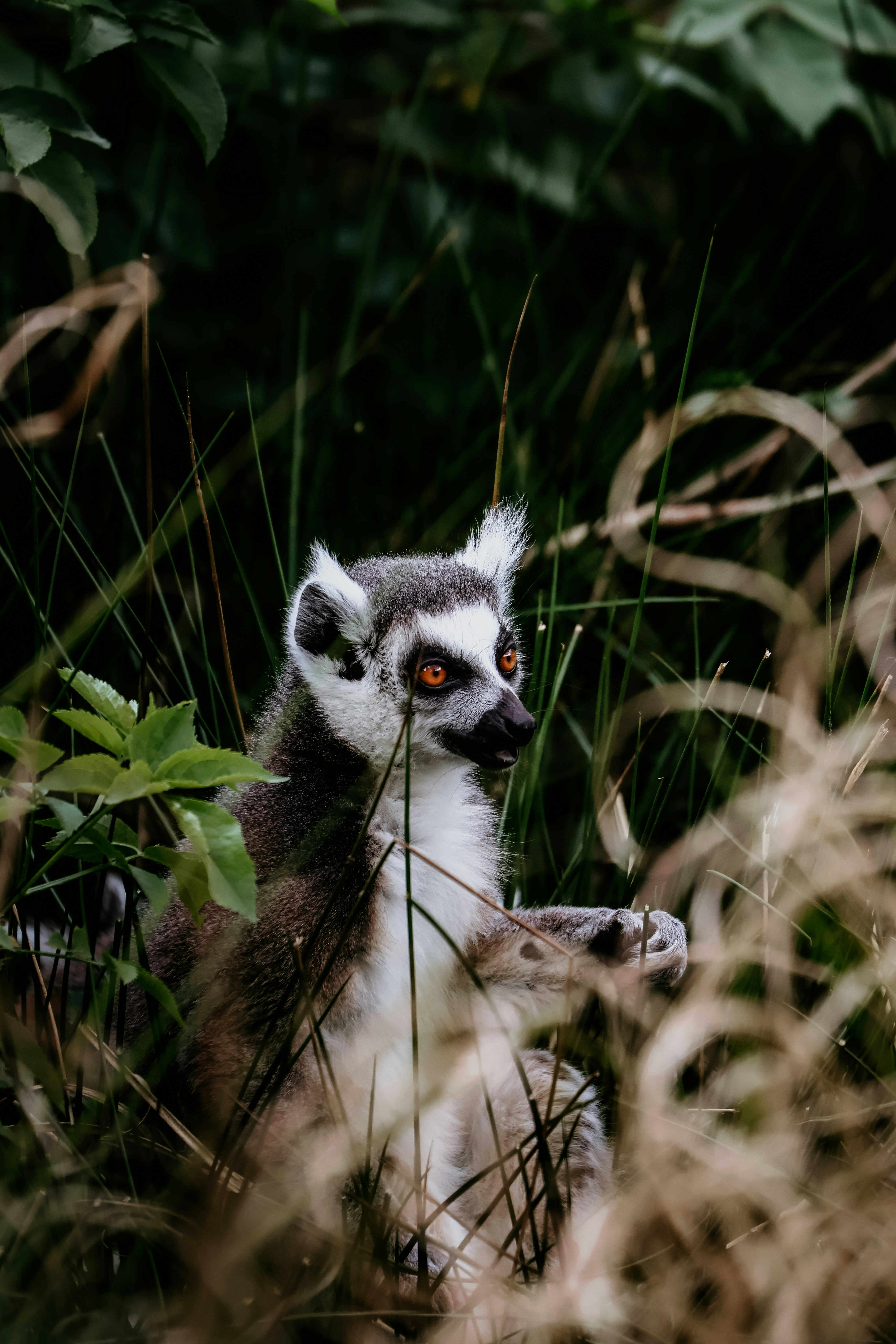 Ring-tailed lemur sitting in tall grass and foliage