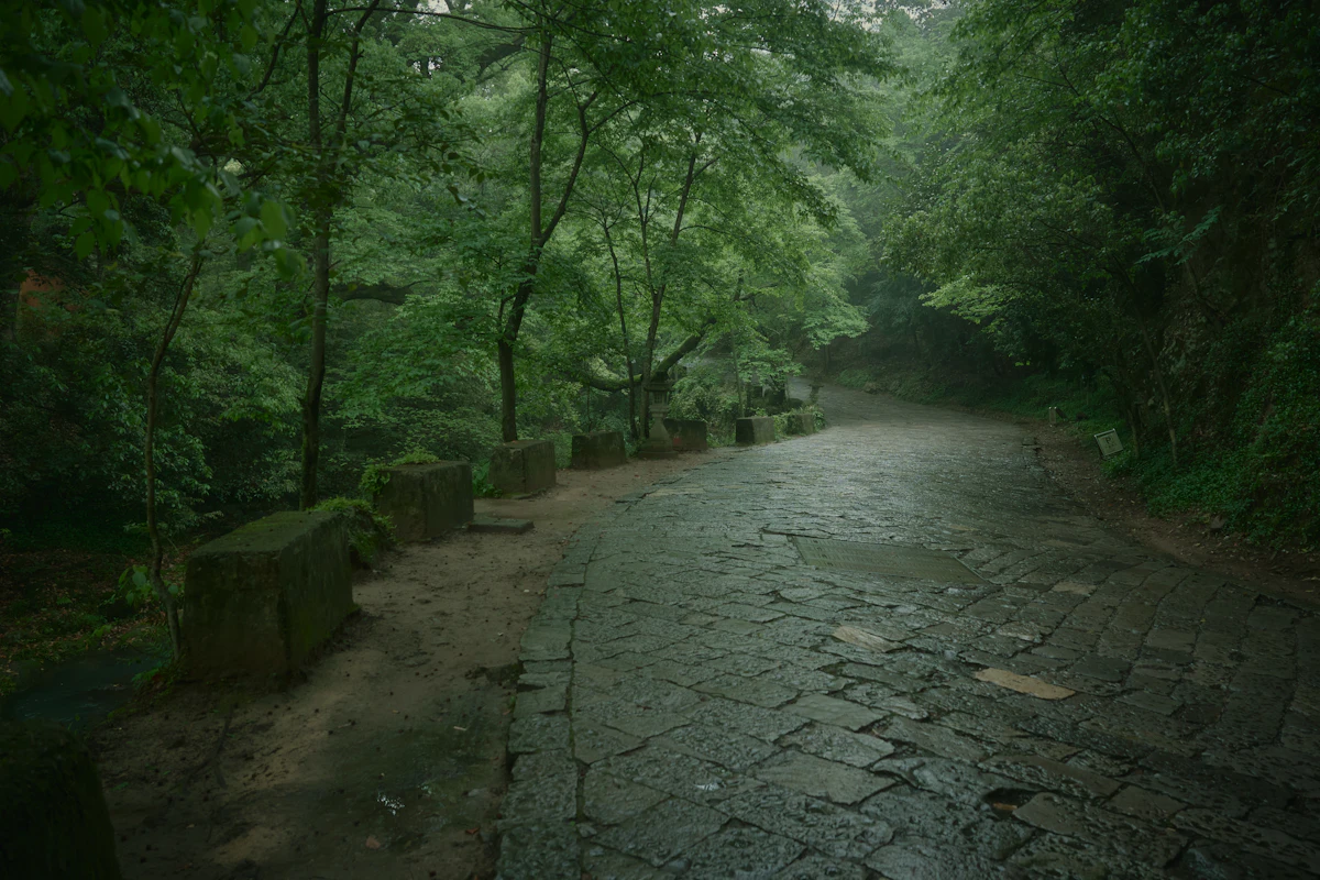 A wet flagstone road through misty green forest, lined with stone blocks