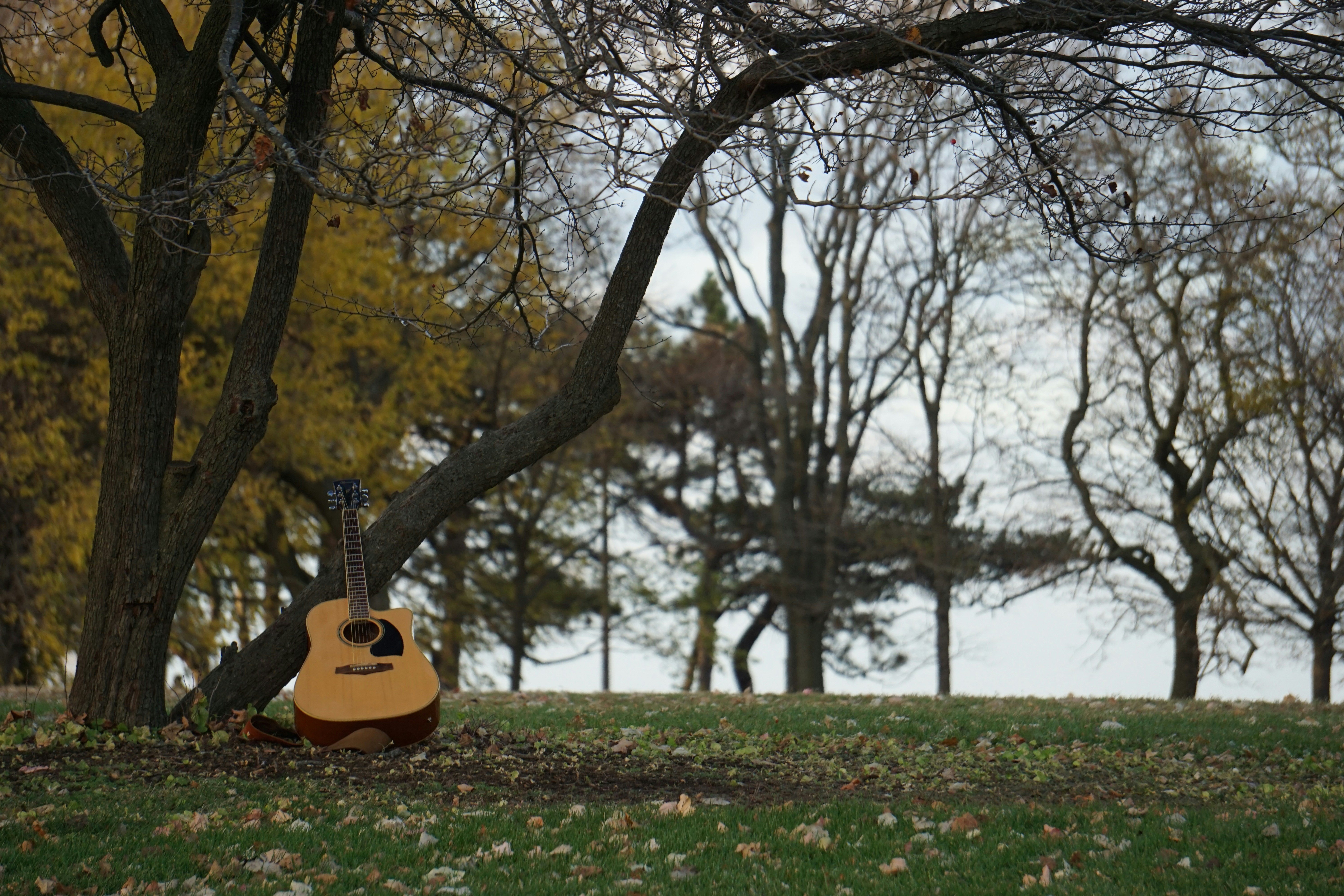 Acoustic guitar rests against a tree in autumn park.