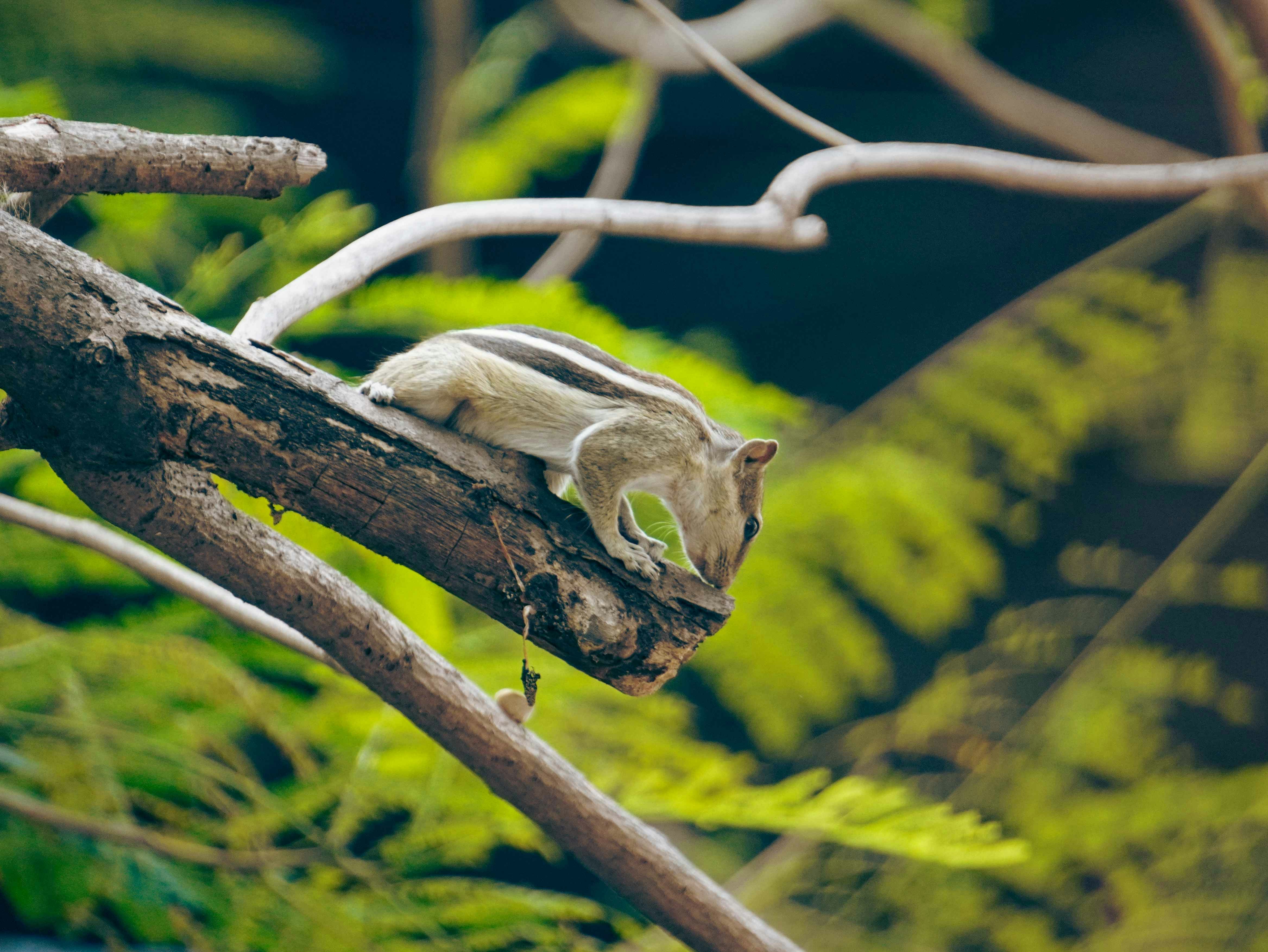 Sugar glider climbing naturally showing metabolic bone disease sugar glider mobility concerns