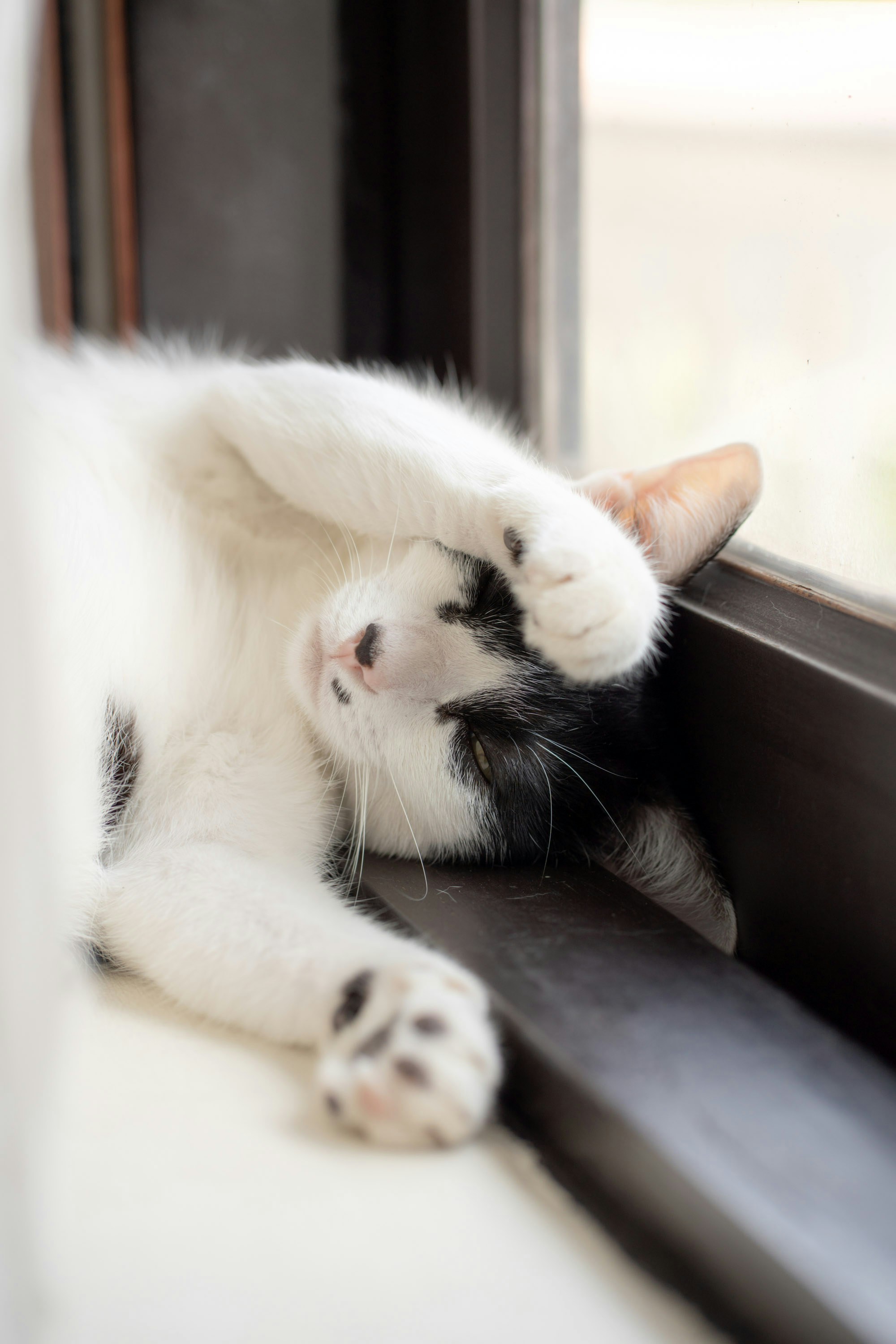 A black and white cat sleeping by the window