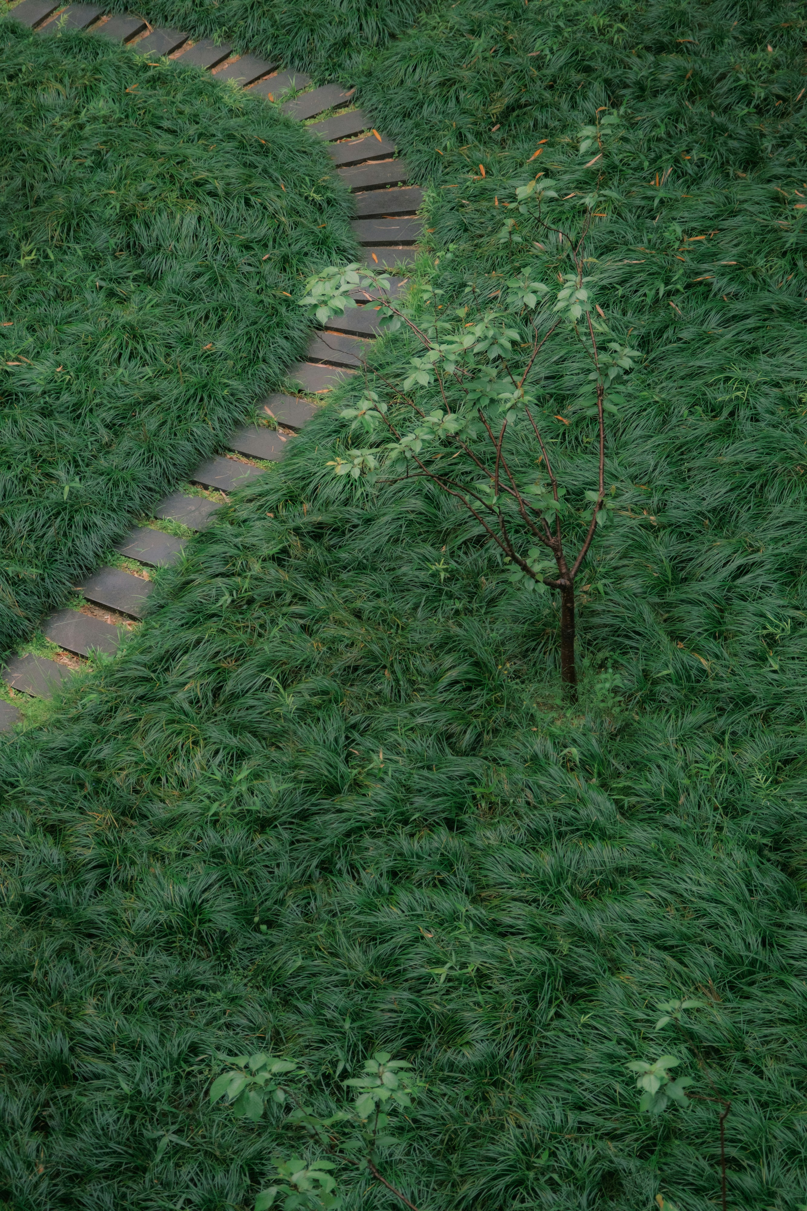 Curving stone path through lush green grass with tree