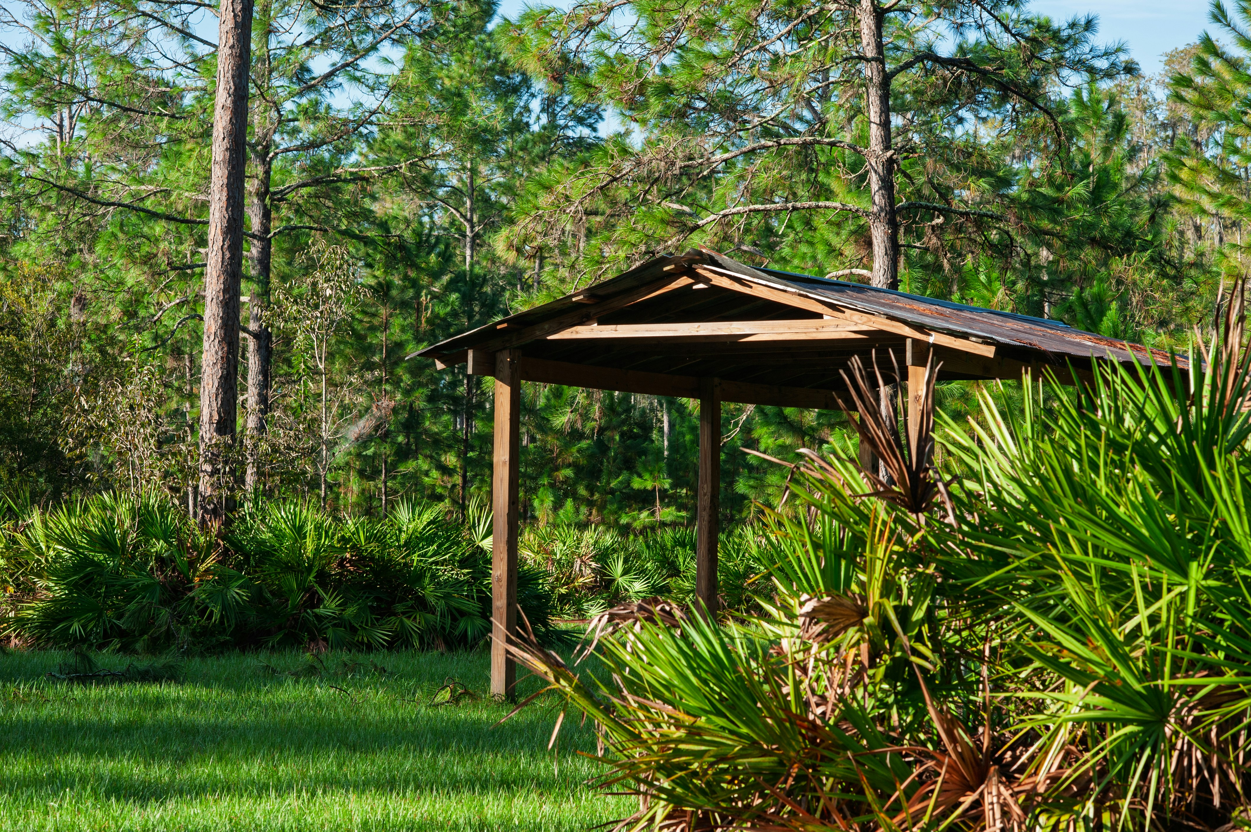 palmetto landscape