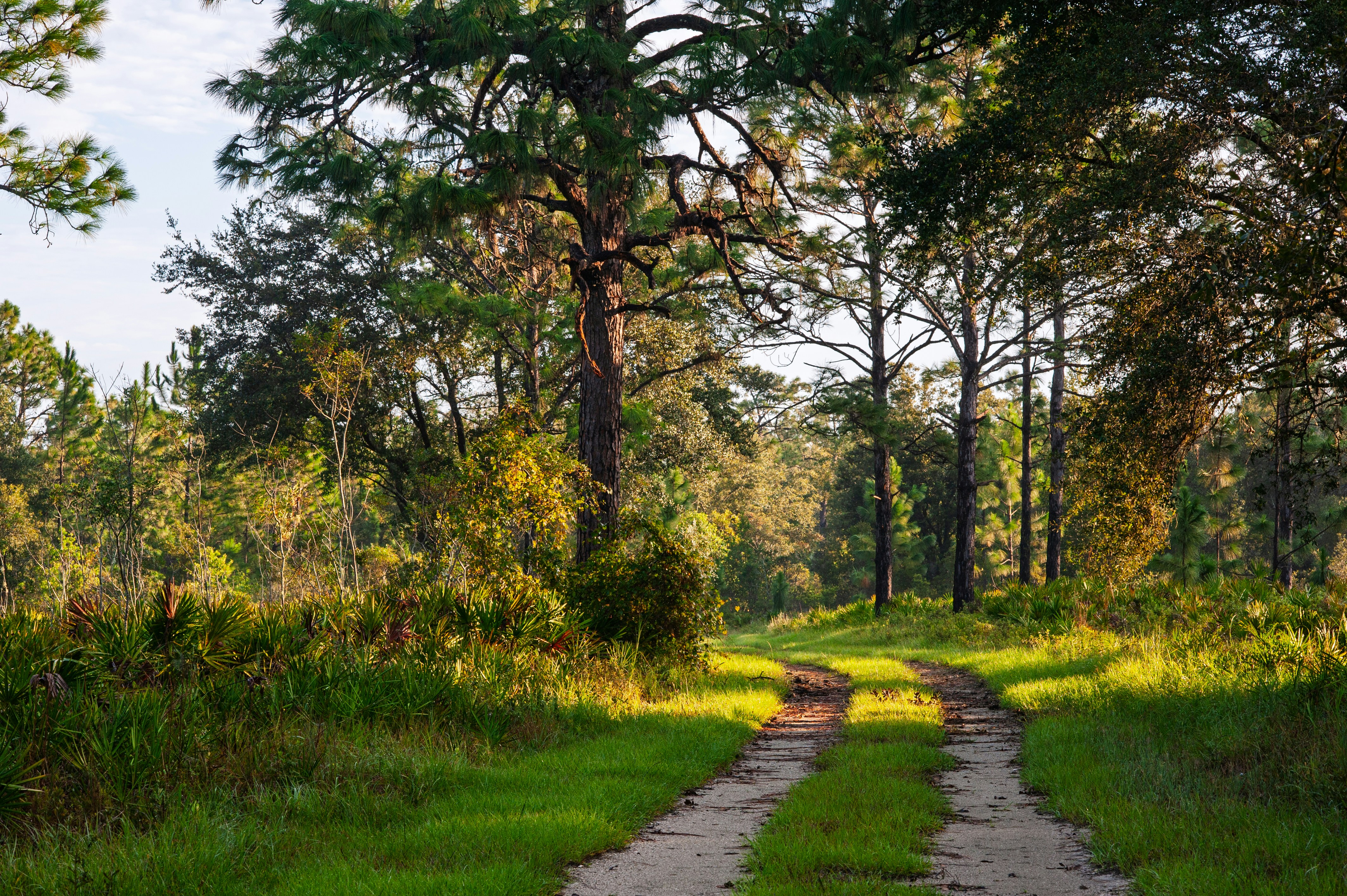 Jalan tanah berkelok-kelok melalui hutan yang dihiasi matahari.