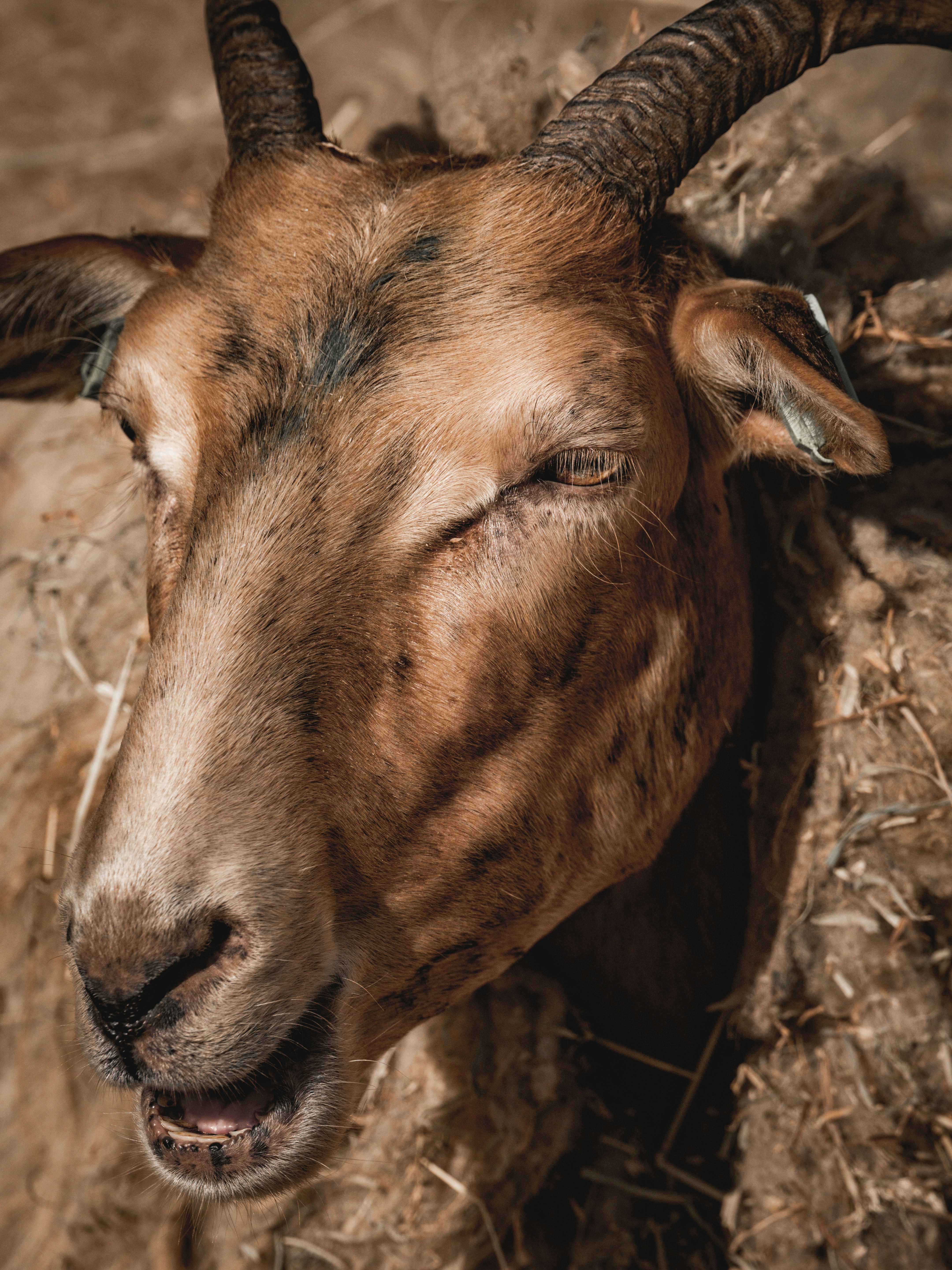 A close-up of a brown goat with horns.