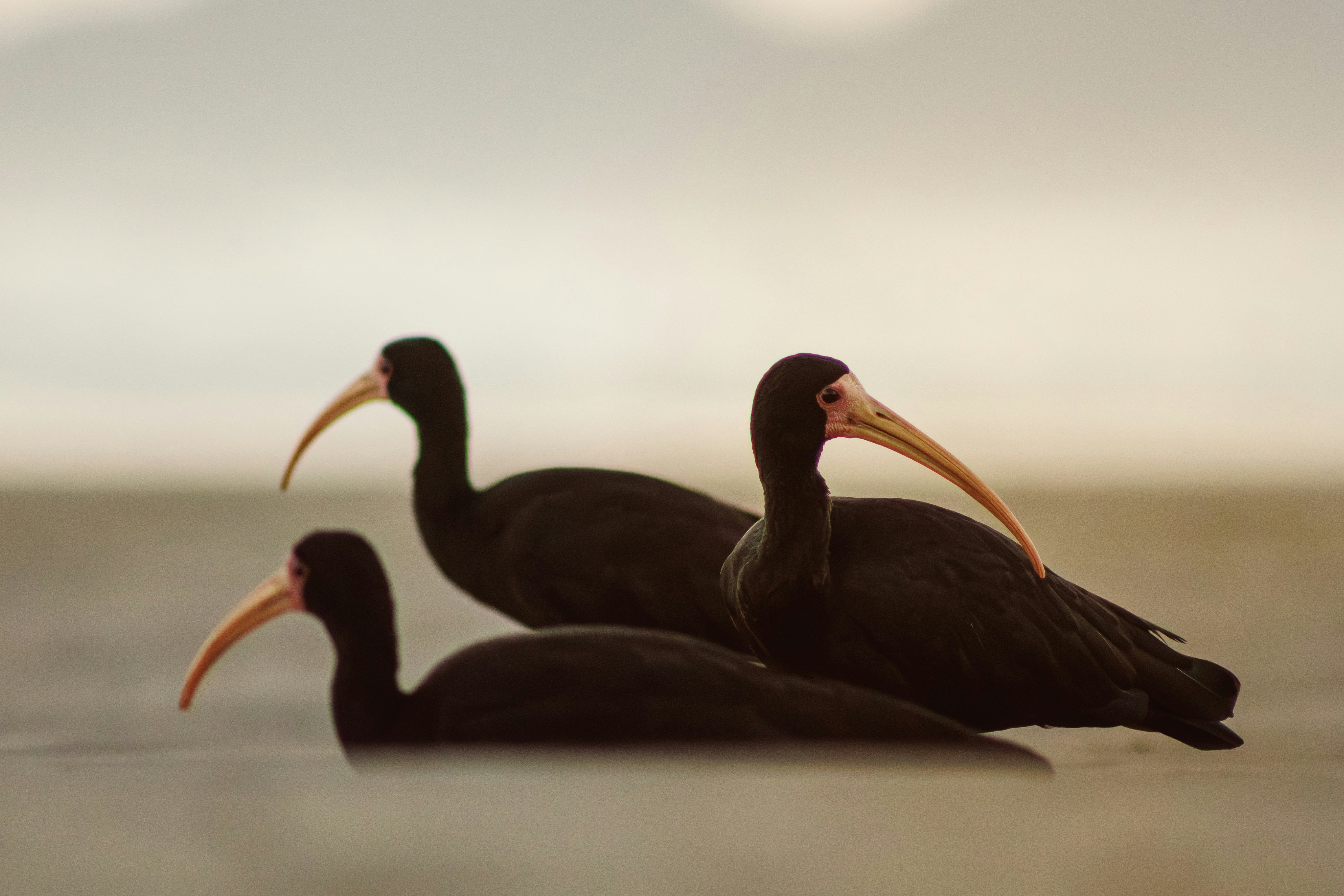Três ibis escuros com bicos longos ficam na água.