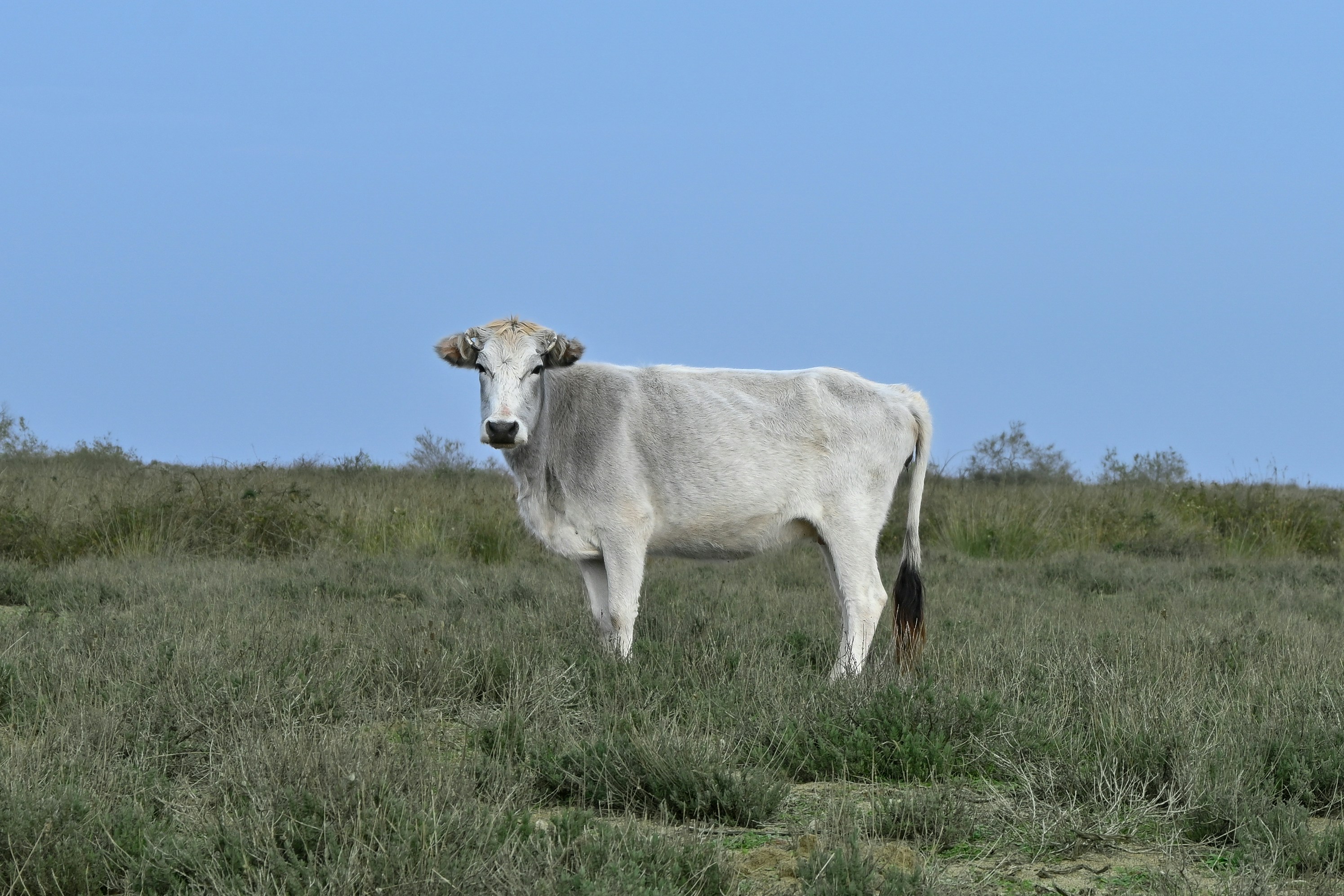 A white cow stands in a grassy field