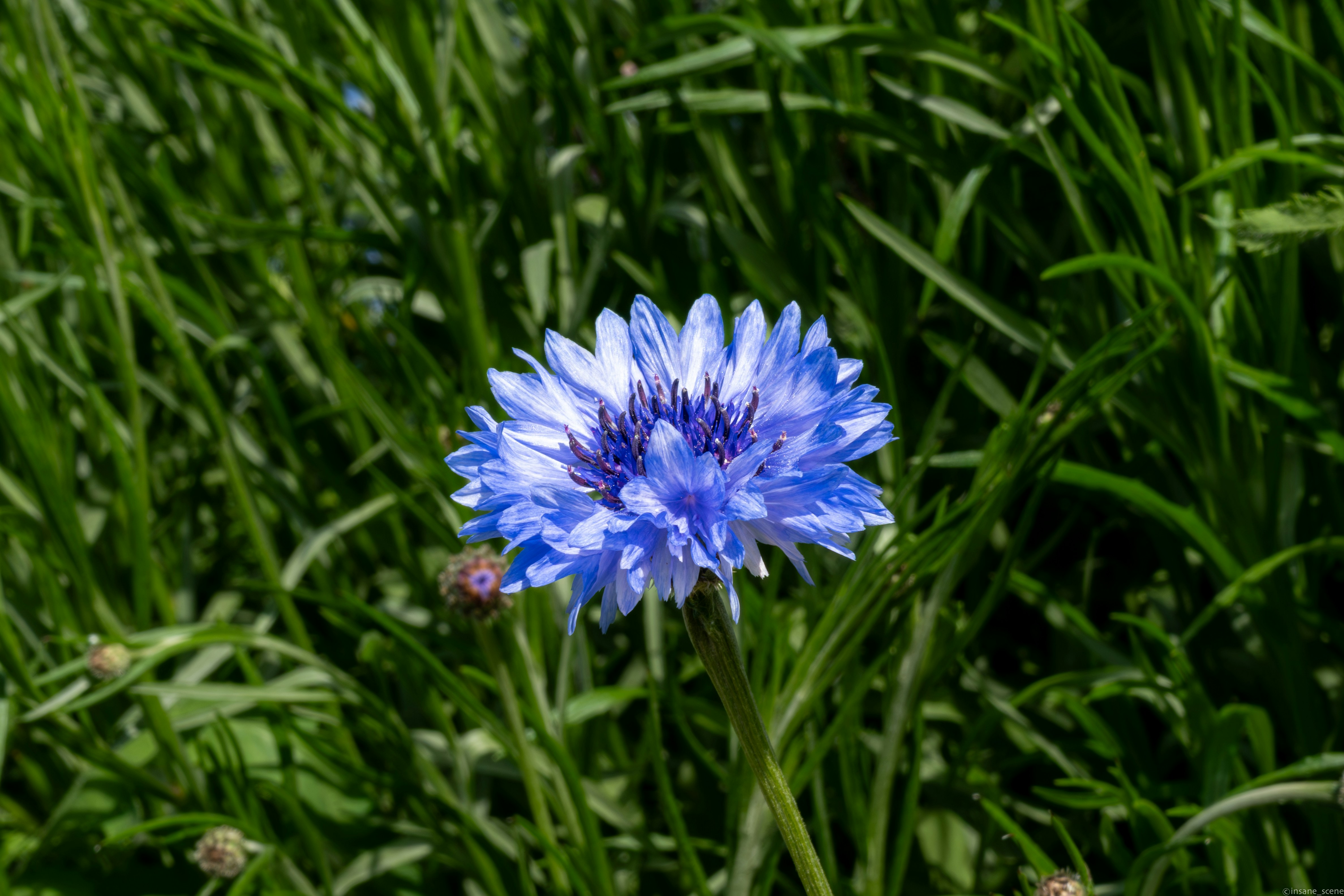 A single blue cornflower blooms in green grass.