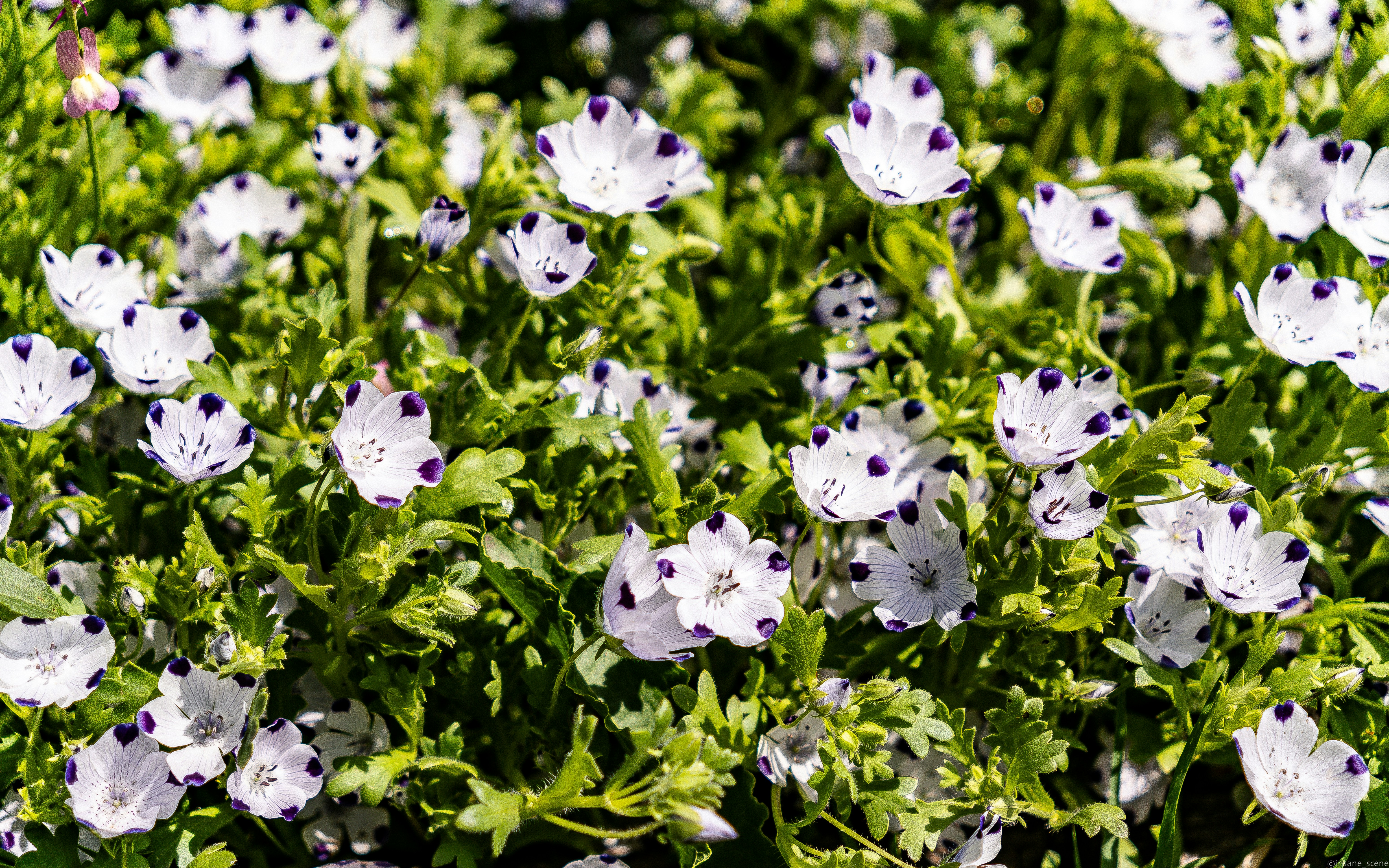 Field of small white flowers with dark blue centers.