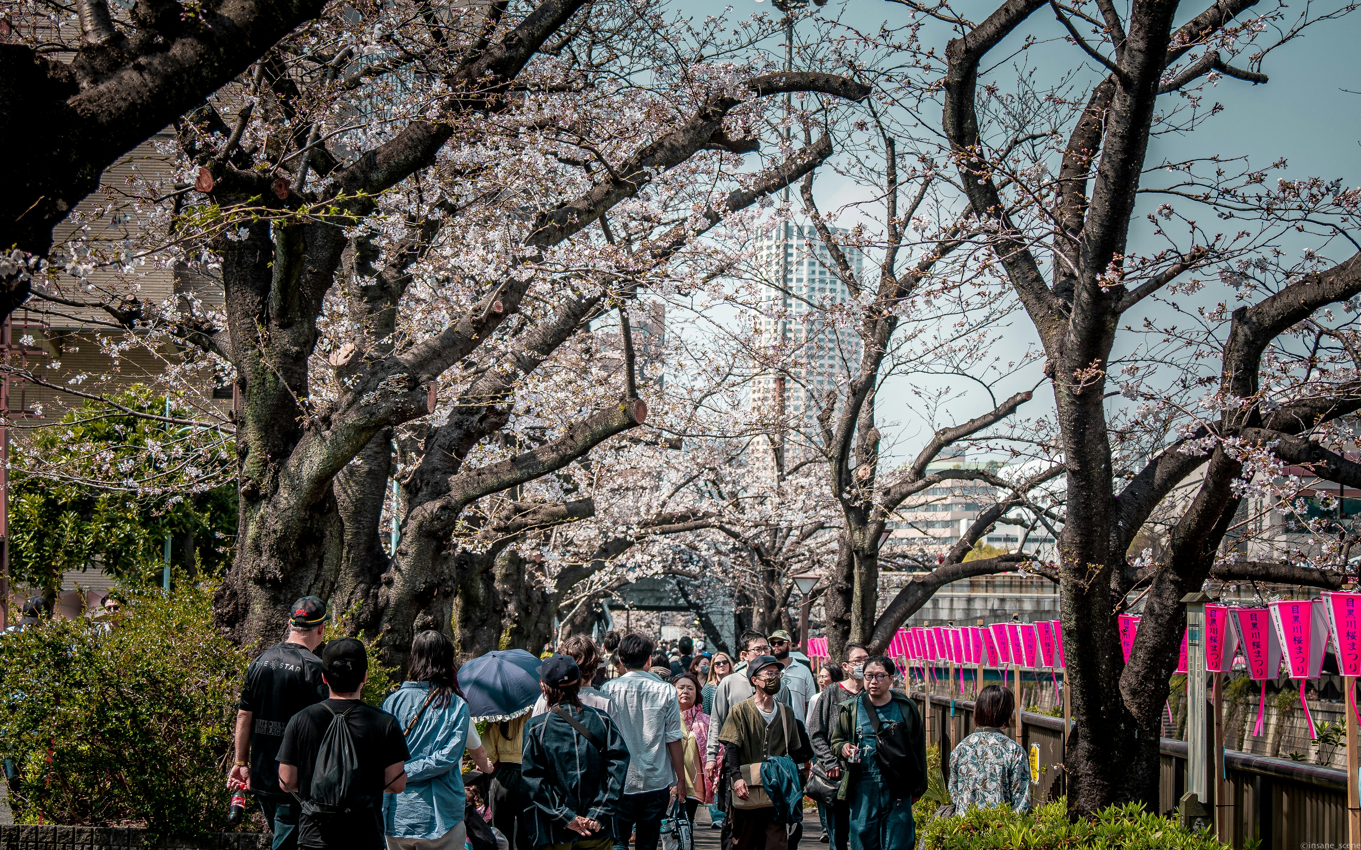 People walking under blooming cherry blossom trees