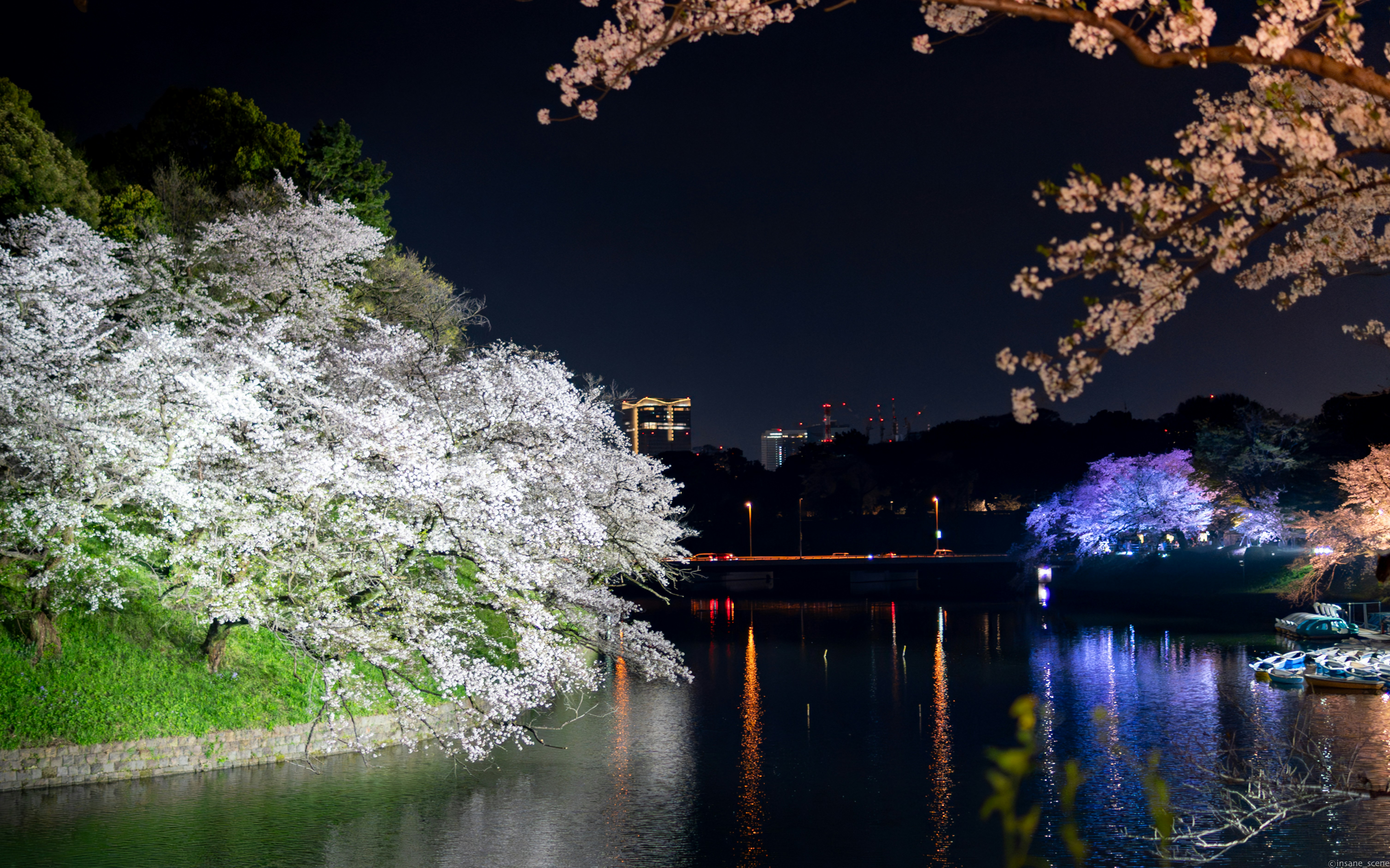 Night sakura festival illuminated cherry trees