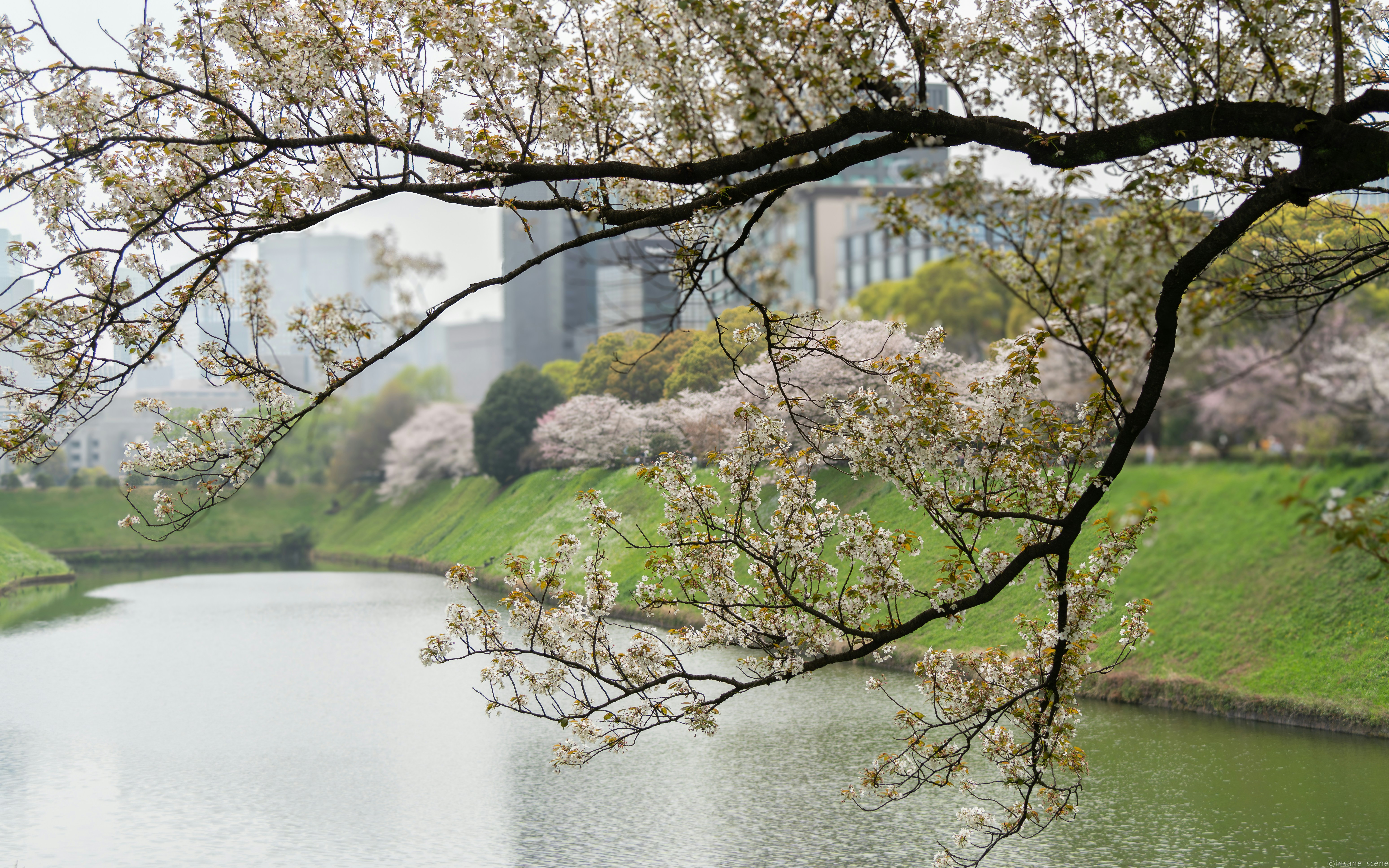 Cherry blossoms bloom along a tranquil canal with buildings.