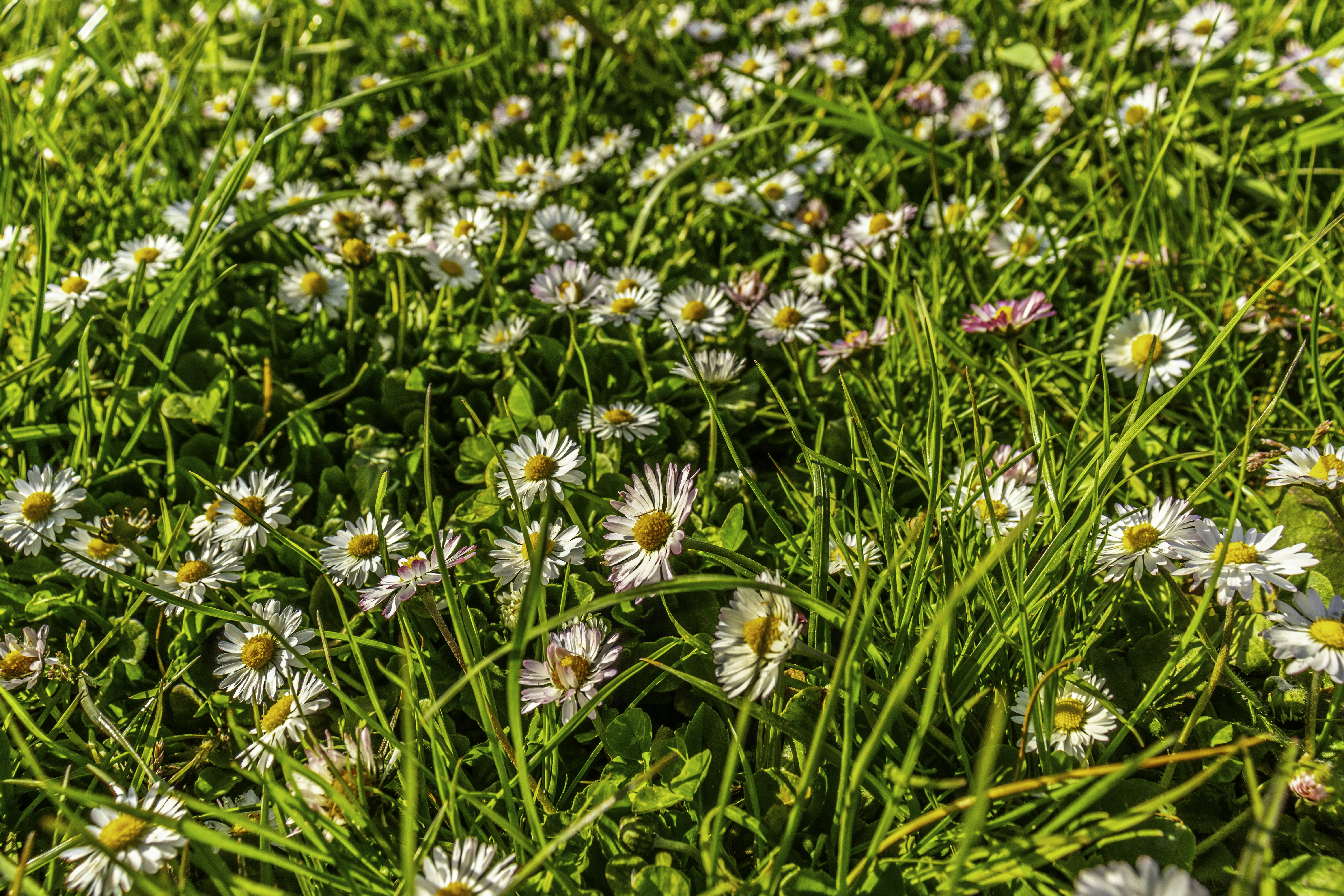 Field of small white daisies and green grass