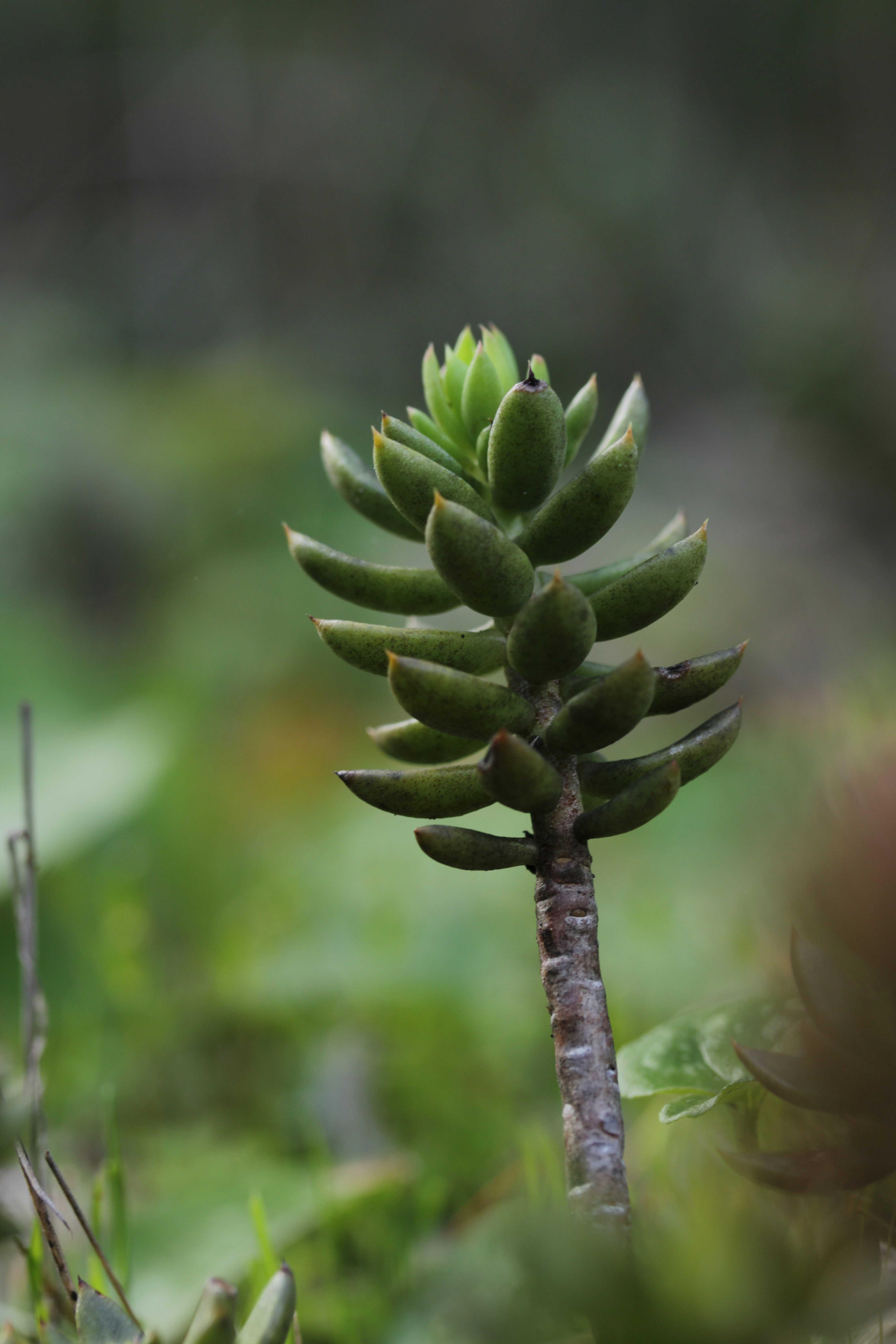 A single succulent plant with green leaves.