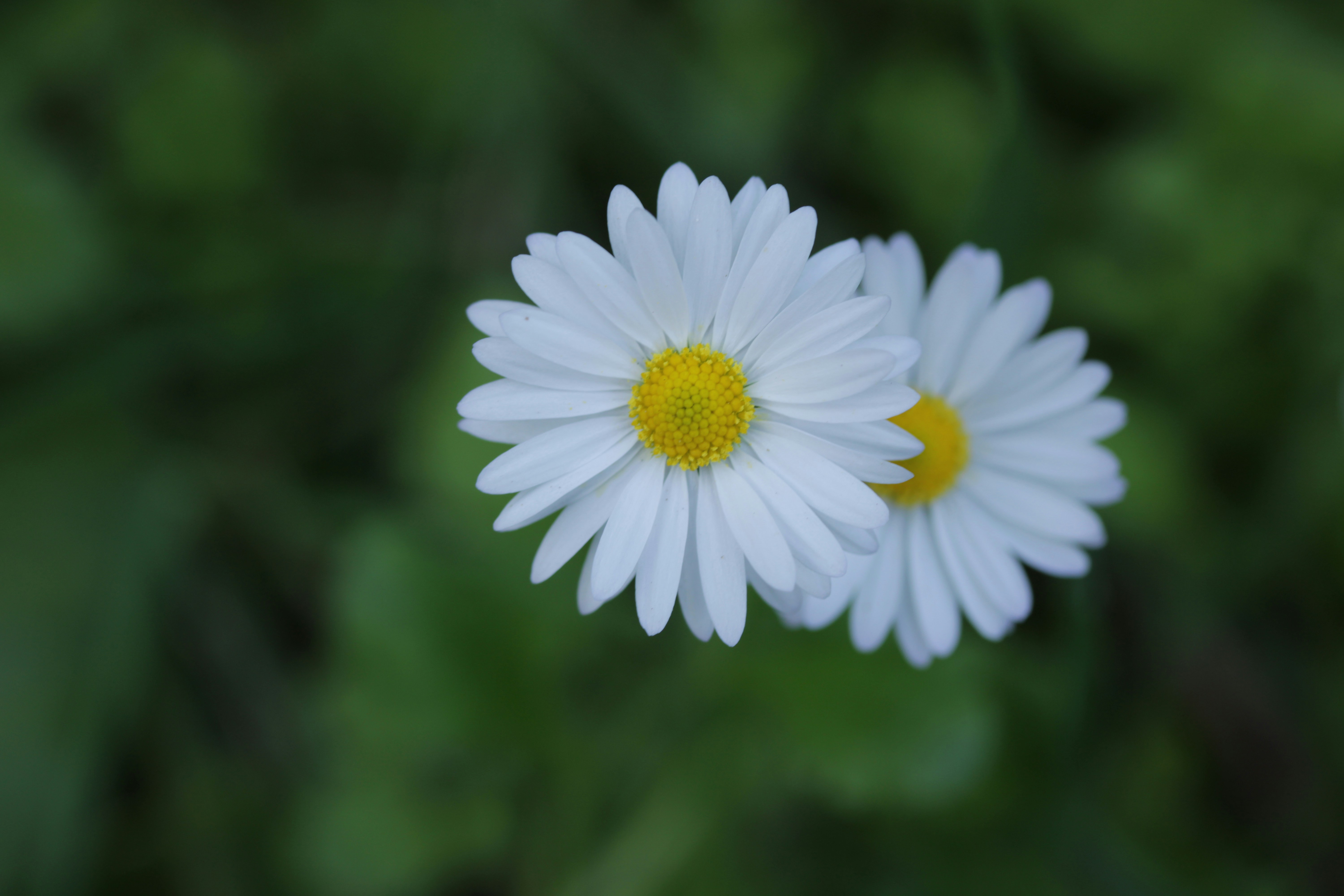 Two white daisies with yellow centers bloom.