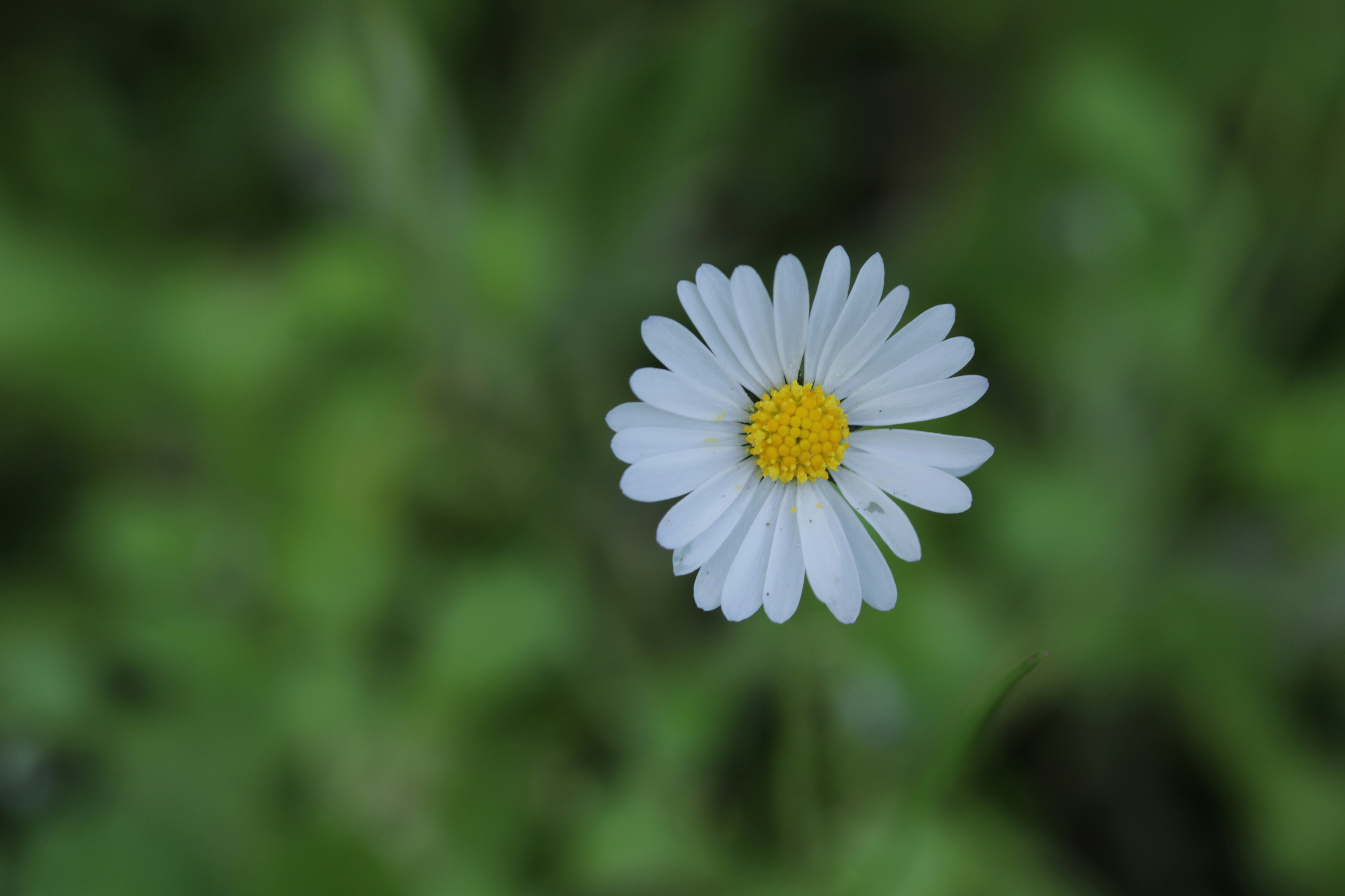 A single white daisy with a yellow center.