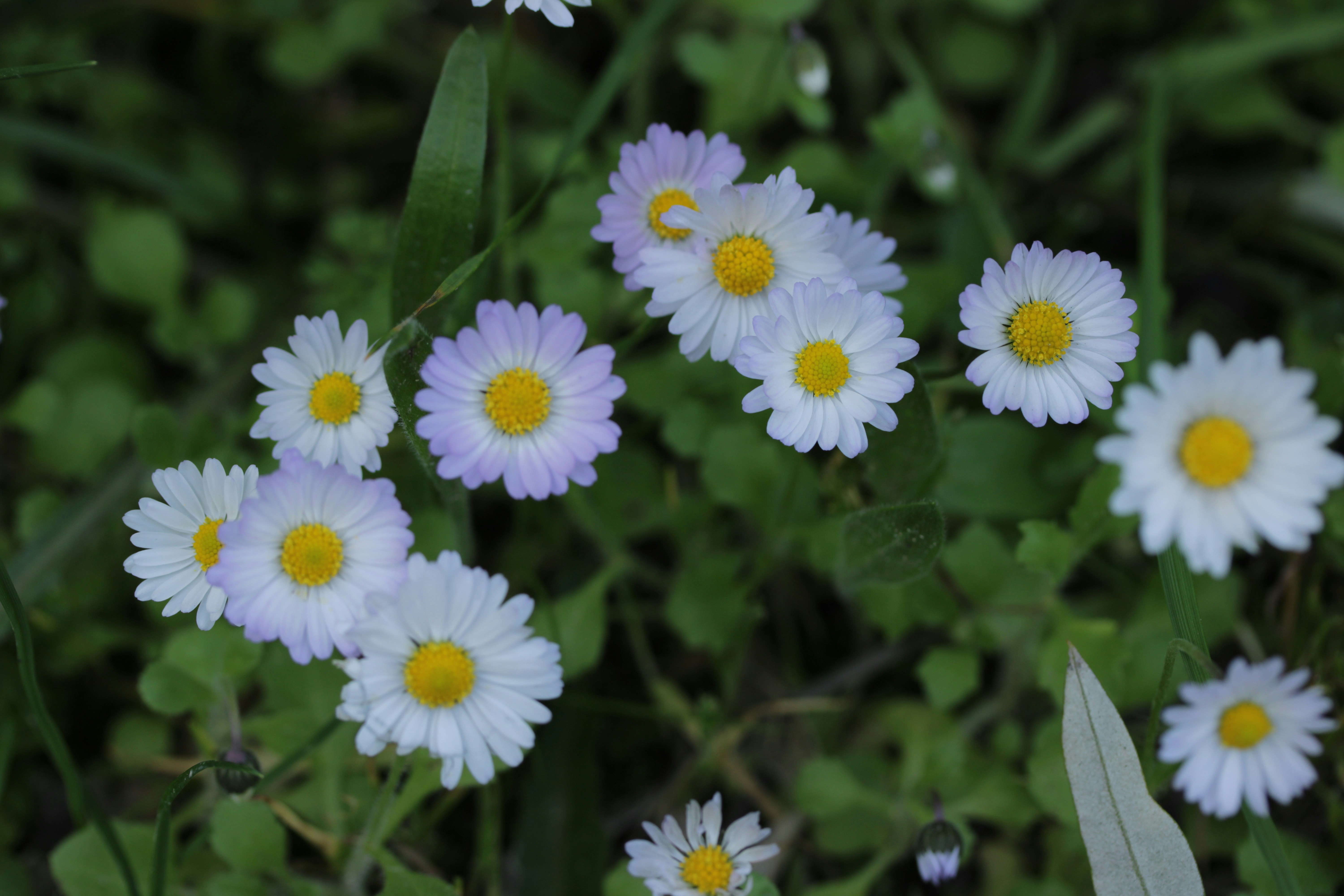 A cluster of small white daisies with yellow centers.