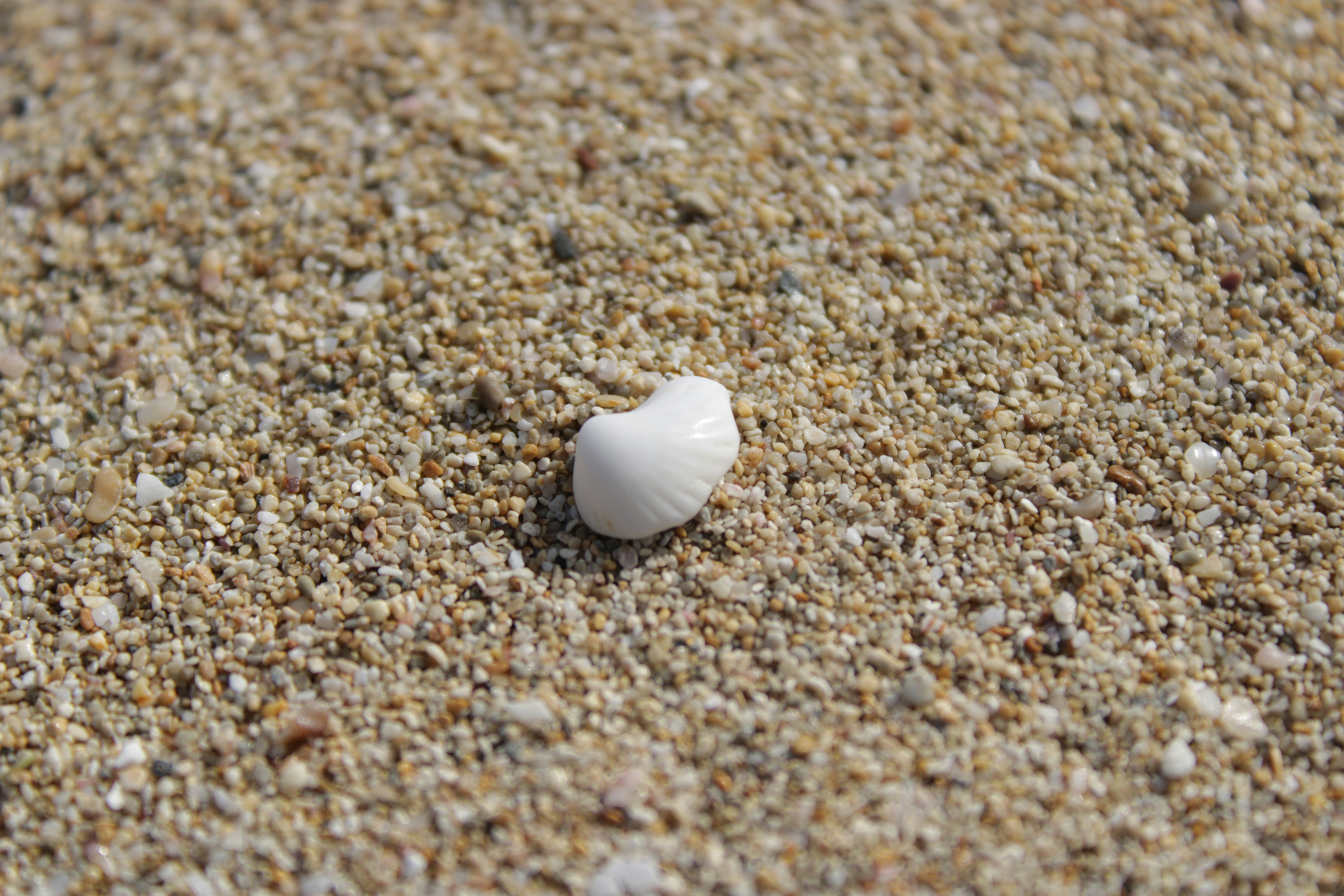 A single white shell rests on coarse sand.