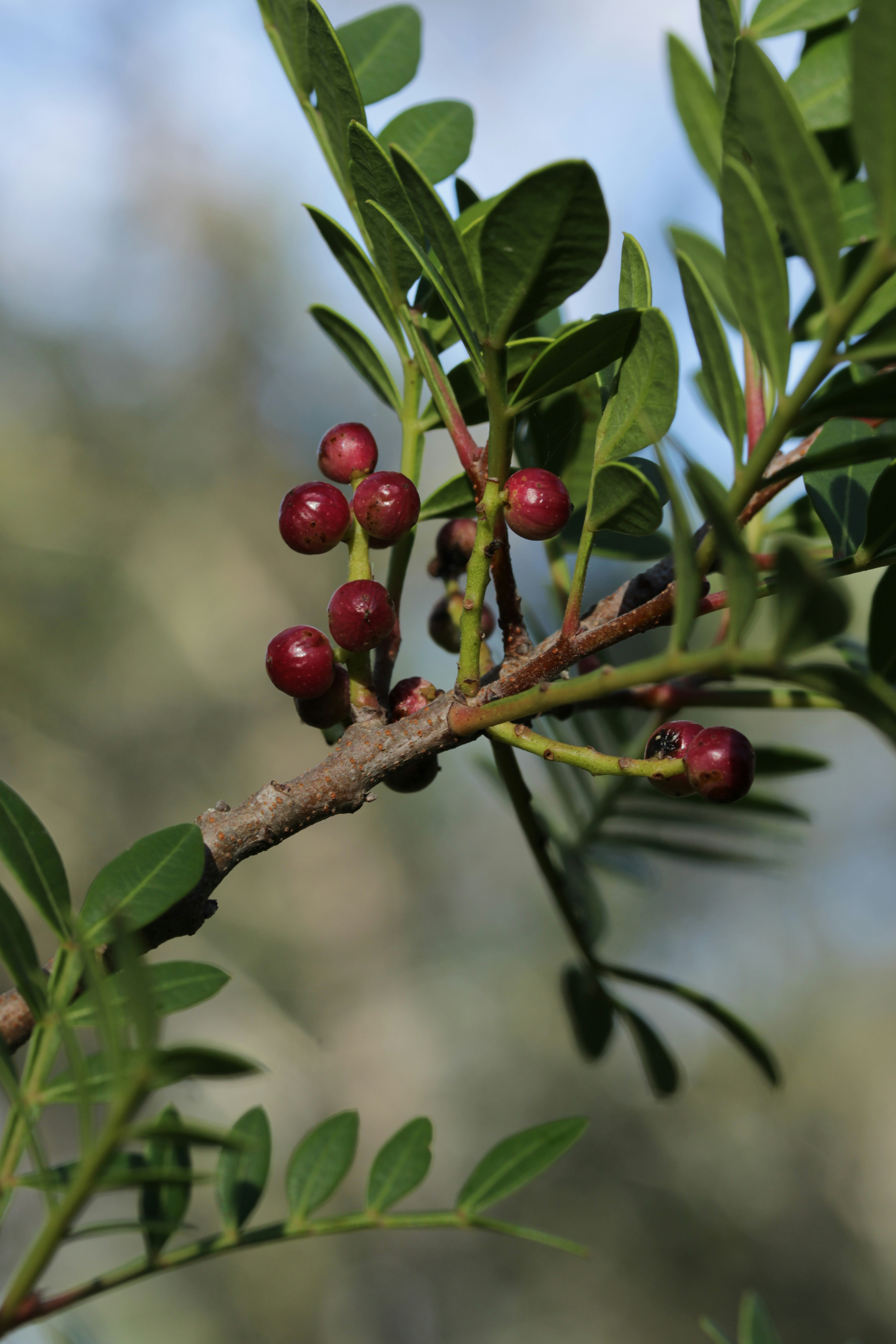 A branch with small red berries and green leaves.