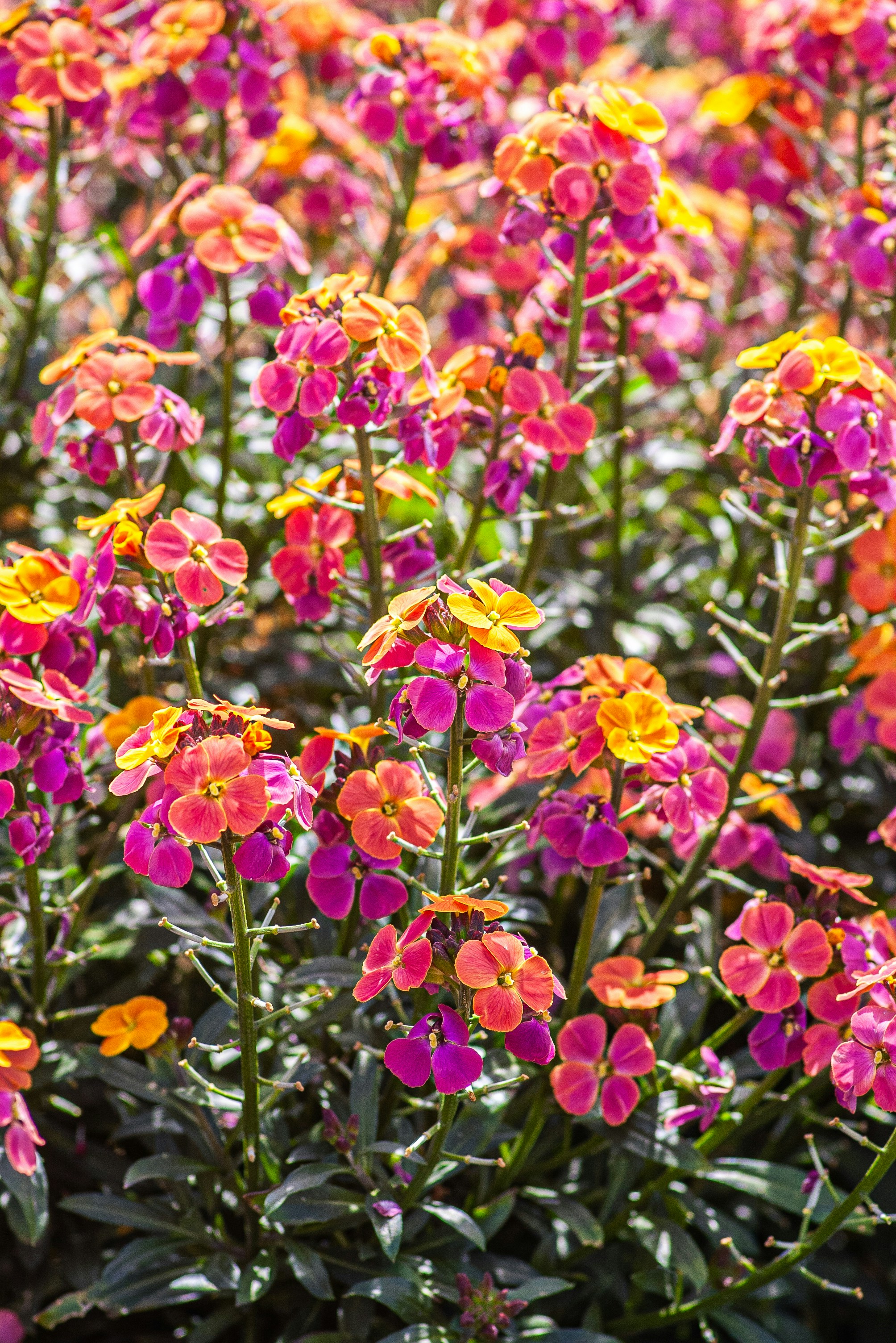 Ein lebhafter Cluster rosa und orangefarbener Blumen, die draußen blühen.