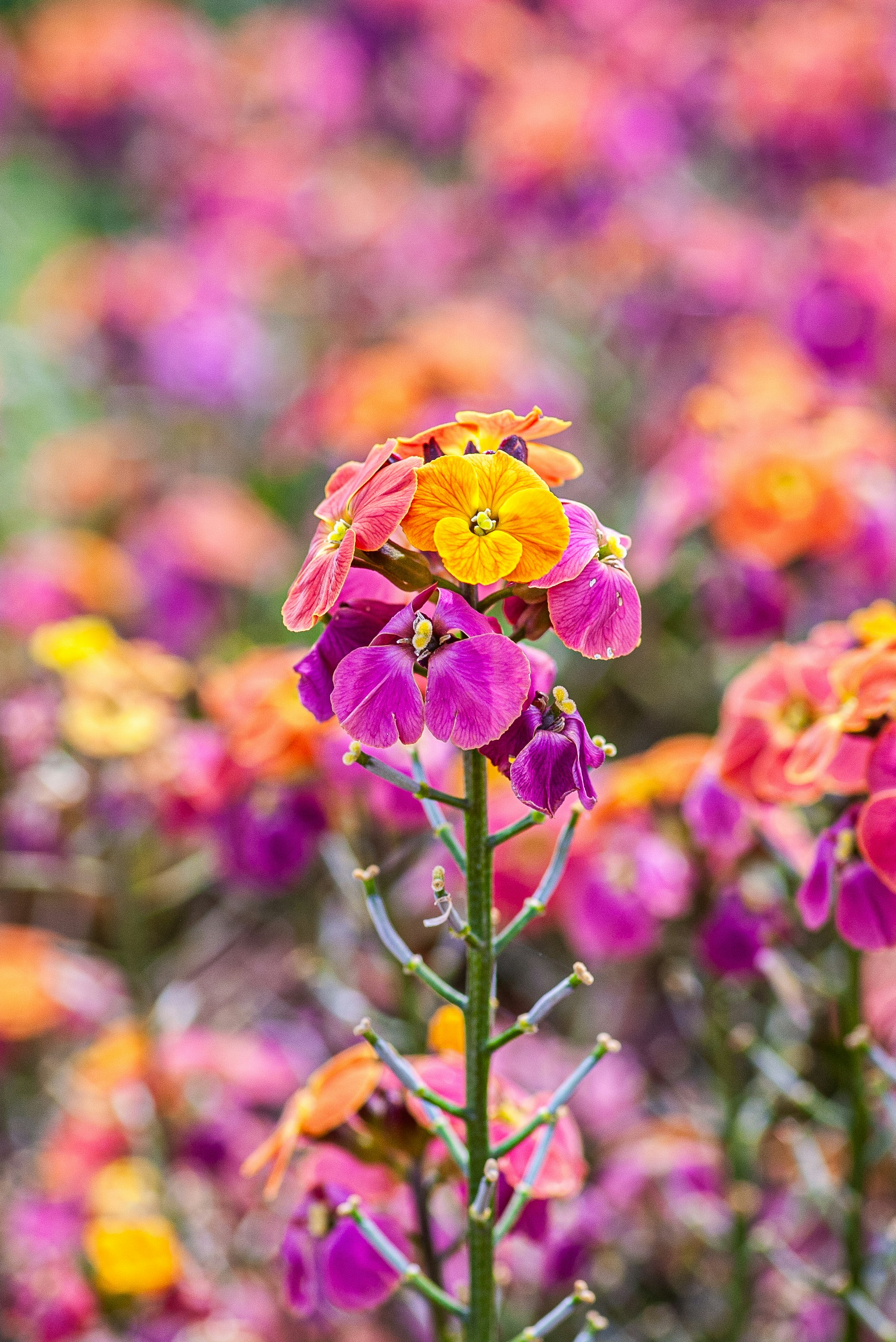 Cluster of colorful flowers with blurred background