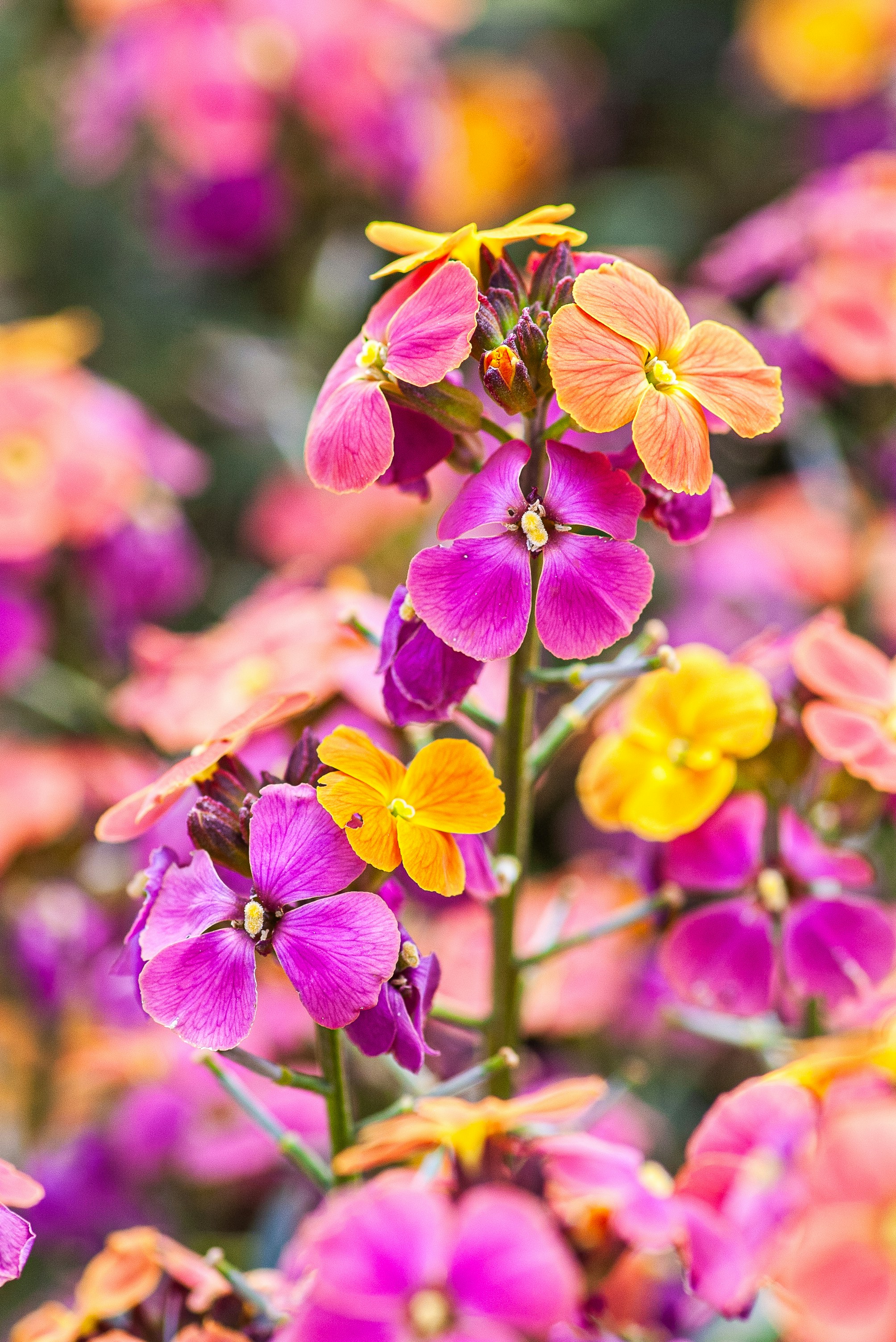 colorful display