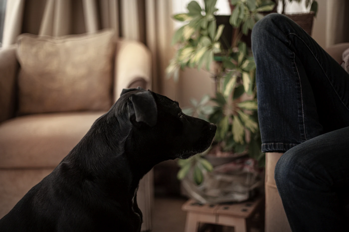 A calm black dog resting on the floor and watching a person seated nearby in a bright home living room, steady and attentive