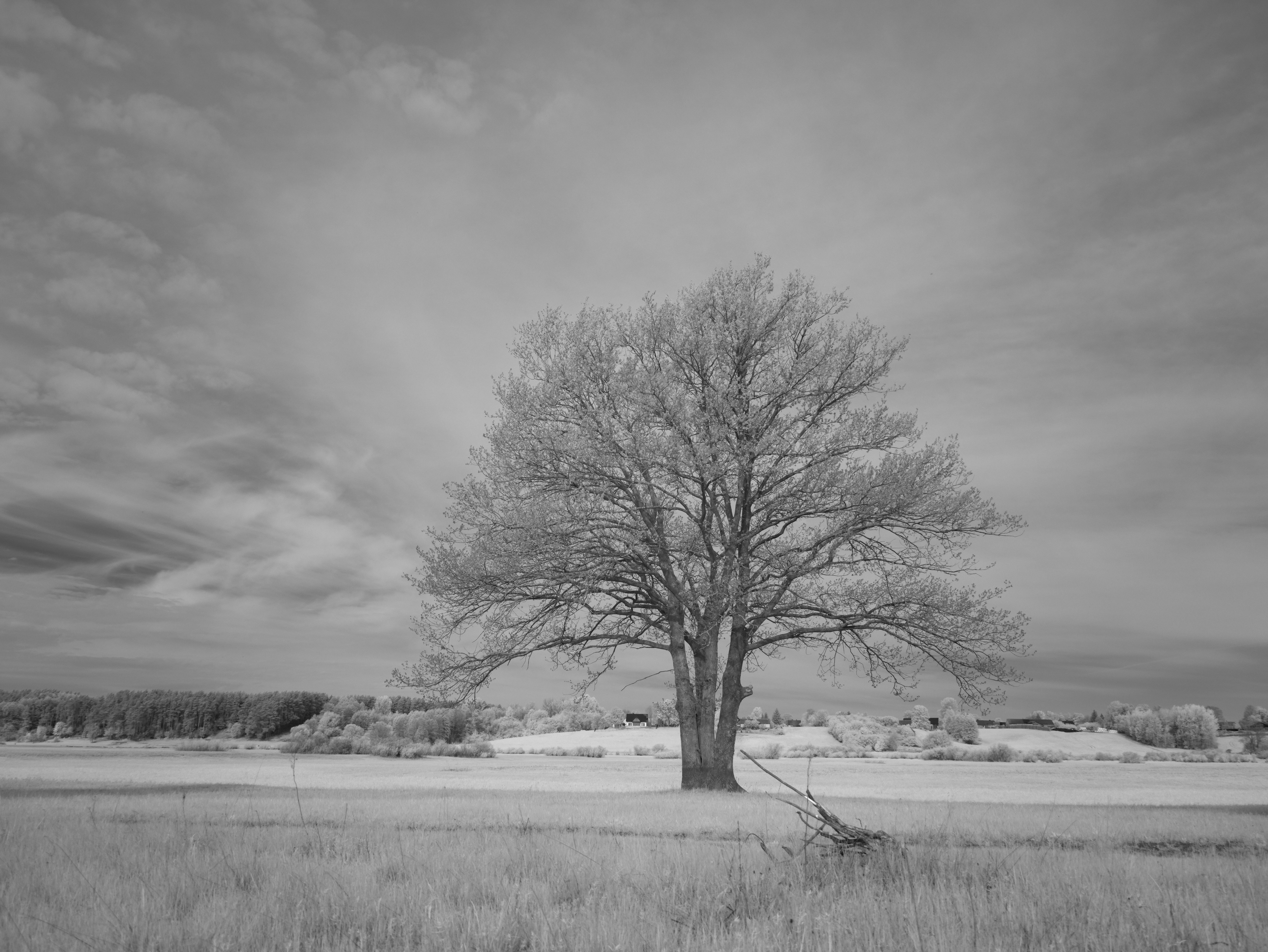 Photo by wolfgang_hasselmann