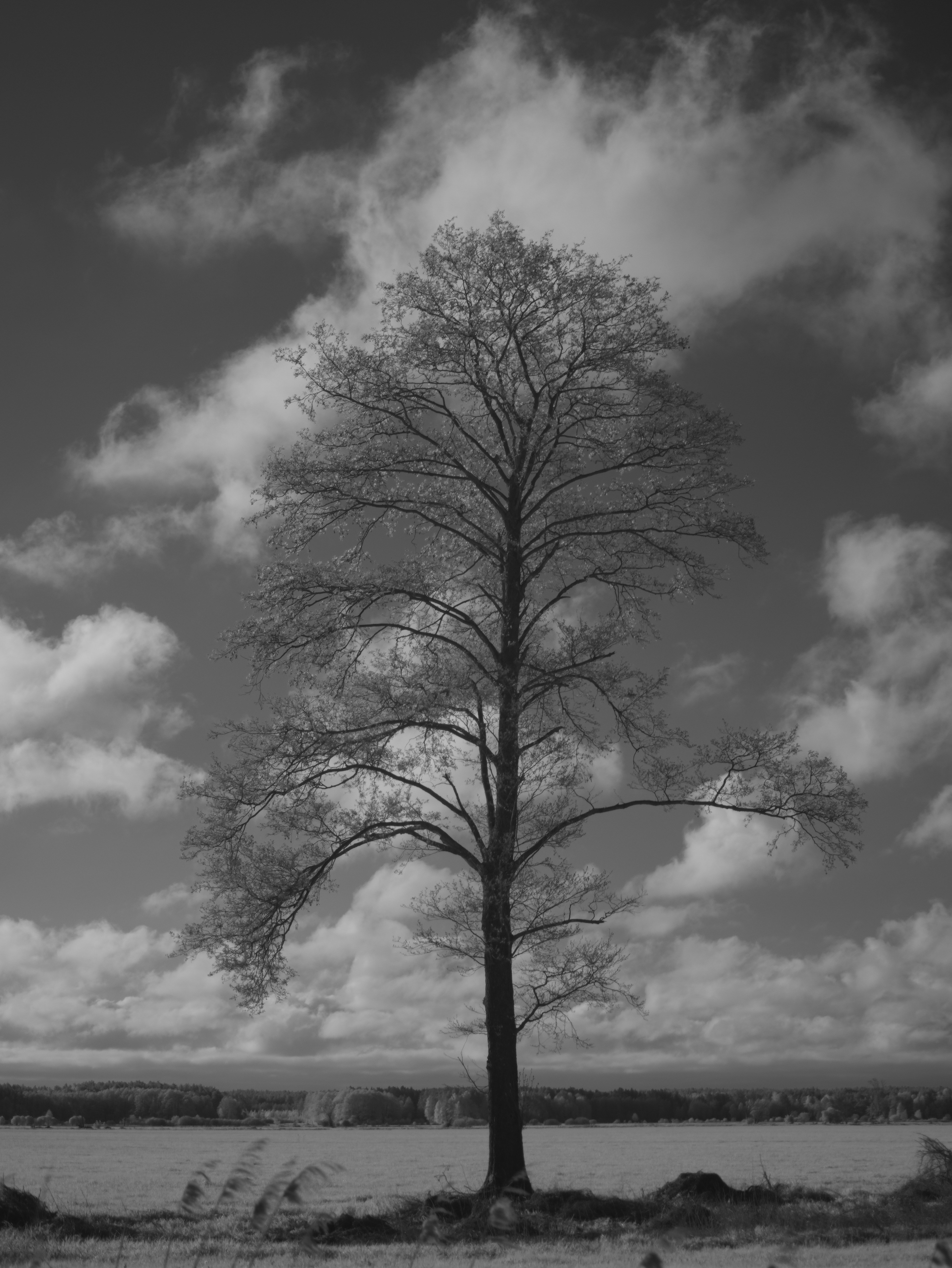 Photo by wolfgang_hasselmann