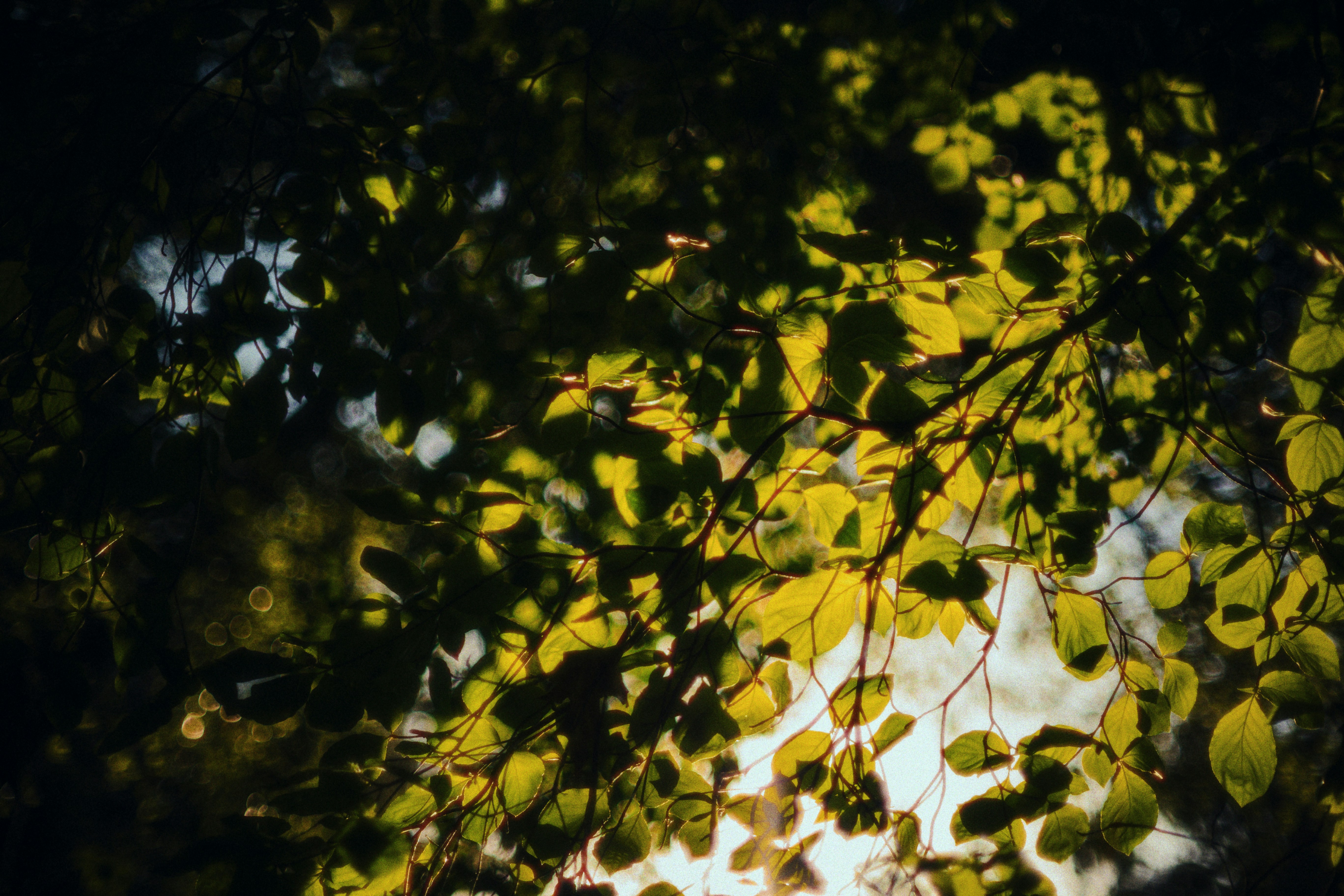 Photo by ninjason