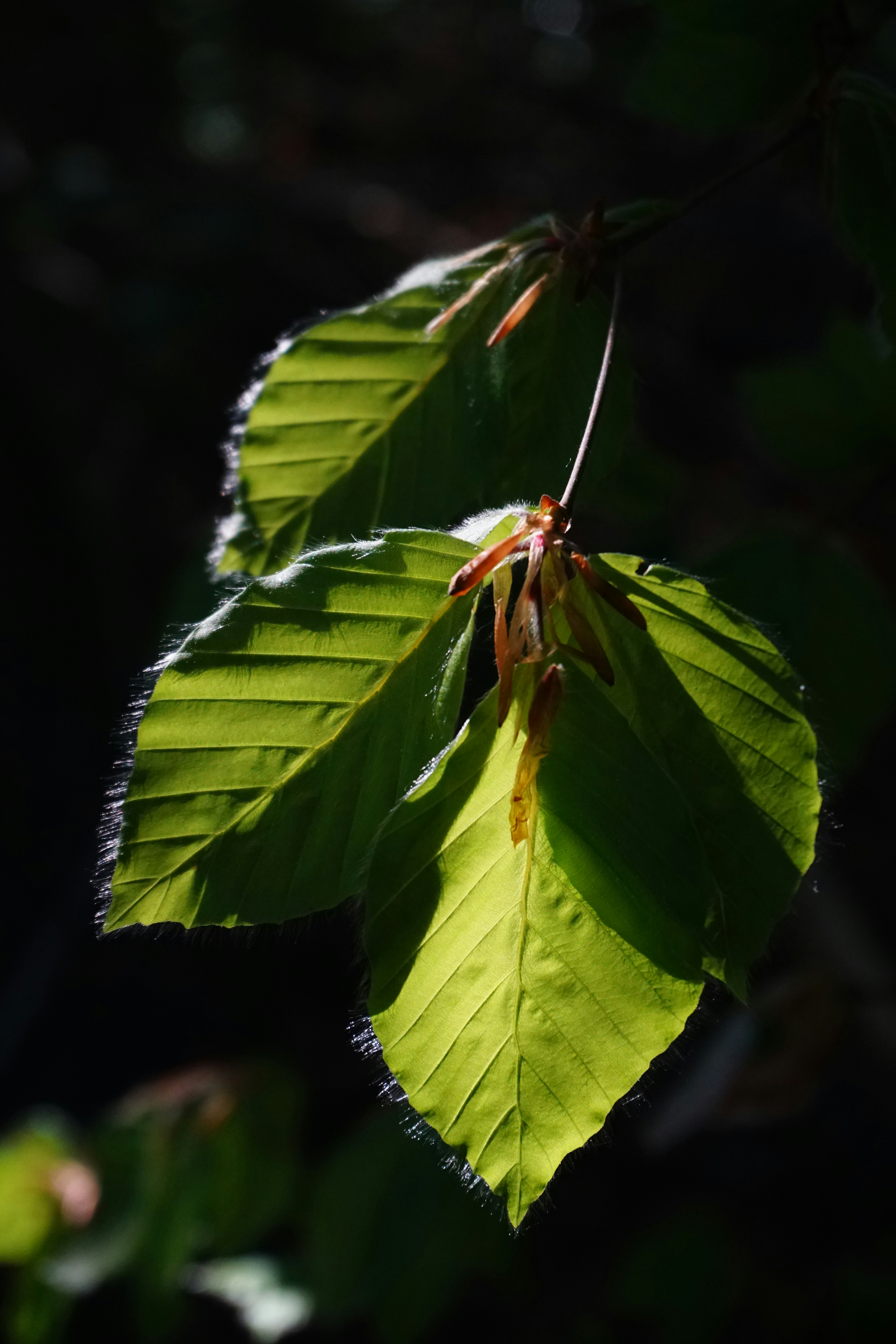 Sunlight shines through bright green leaves