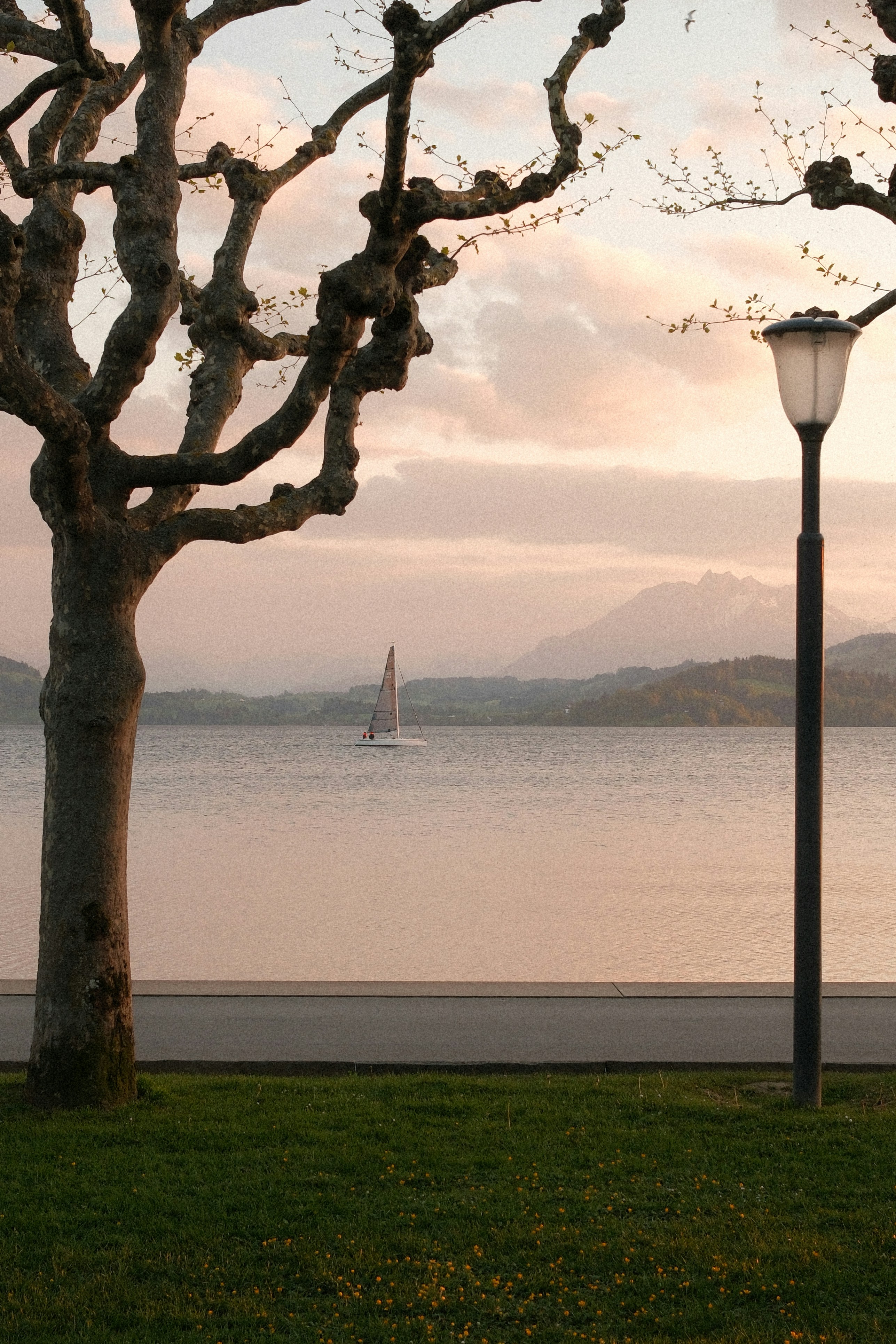 Perahu layar di danau dengan pepohonan dan tiang lampu.